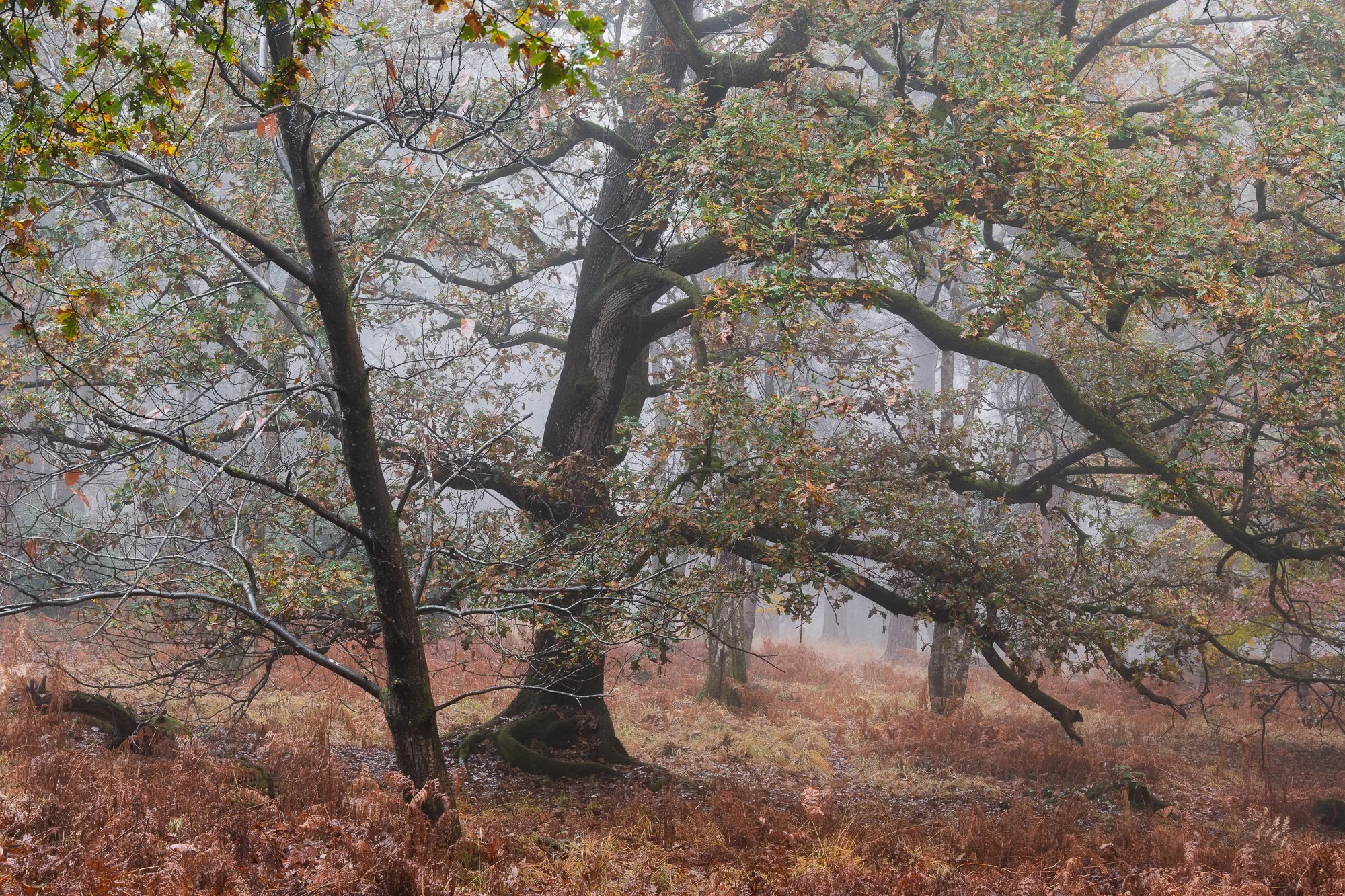 A foggy autumn woodland taken by Trevor Sherwin