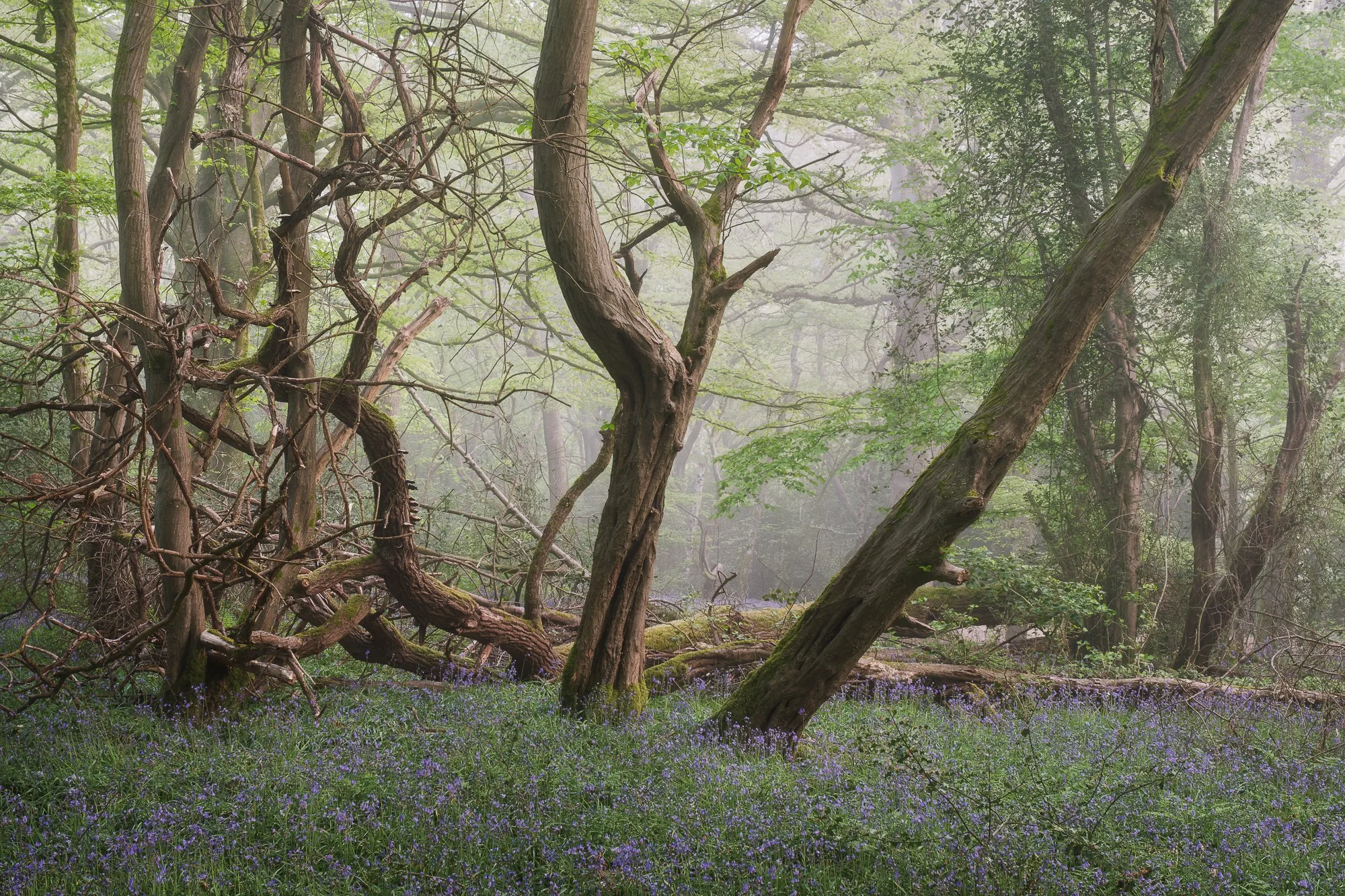 Natural woodland structure with interwoven trees and undergrowth softened by atmospheric mist