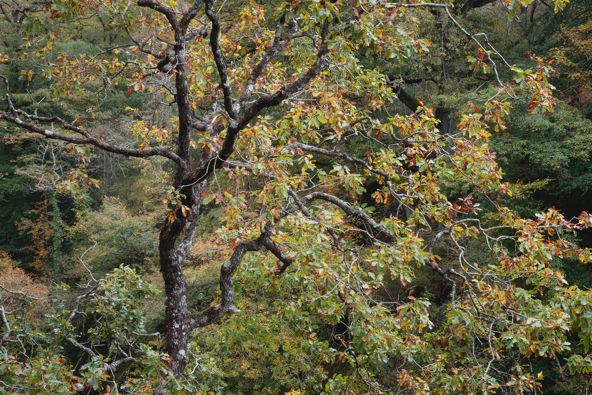 A photo of an autumn woodland scene in Snowdonia taken by Trevor Sherwin