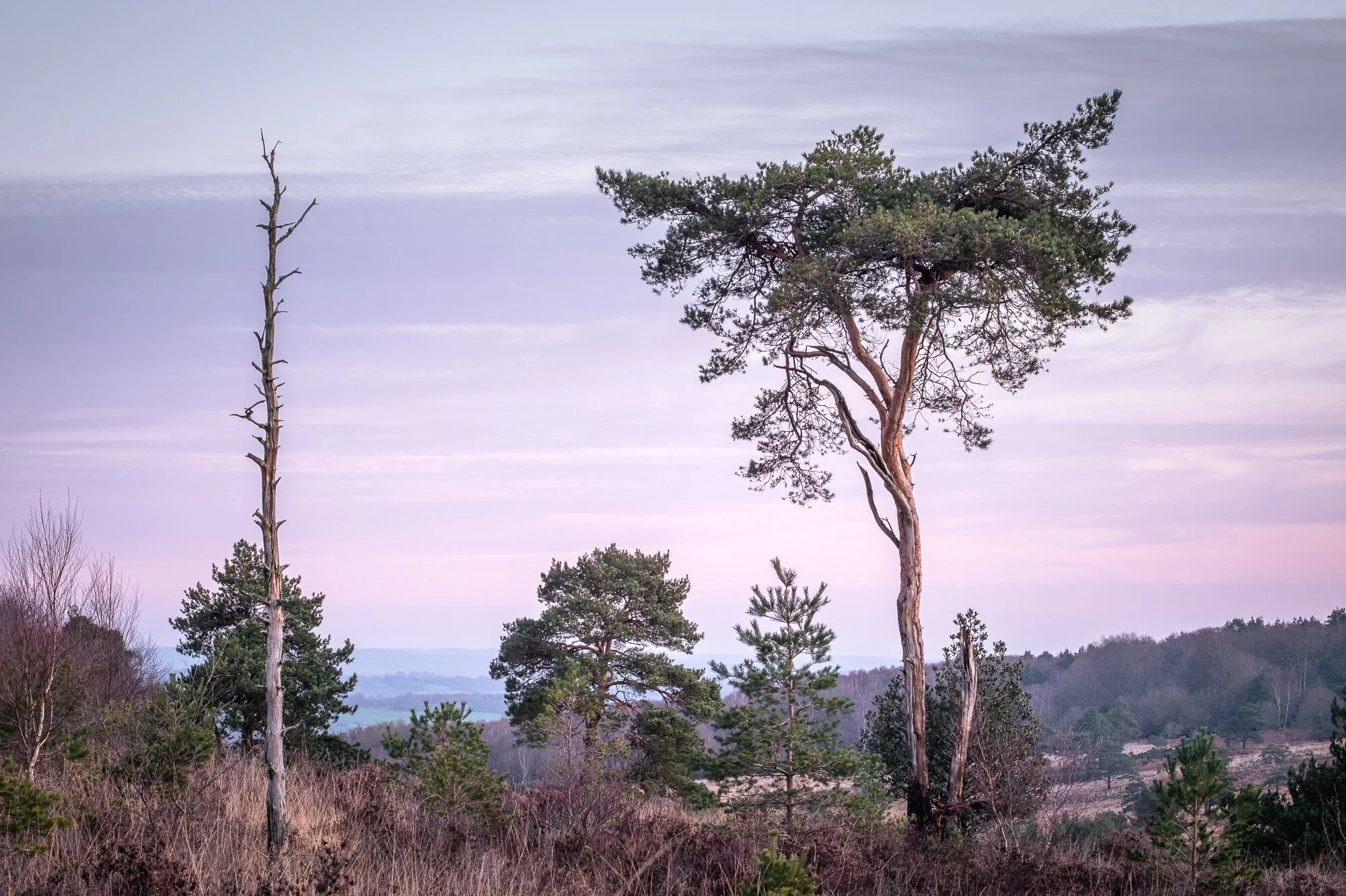 Forest Dawn Weekly Photo 100 Trevor Sherwin Photography