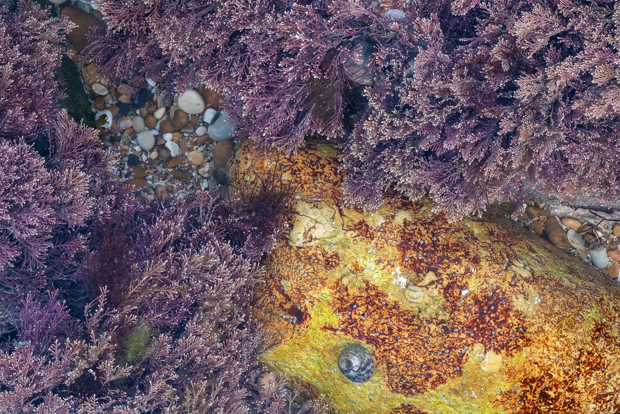 An intimate landscape photo of limpets and coral weed along the Sussex coast taken by Trevor Sherwin