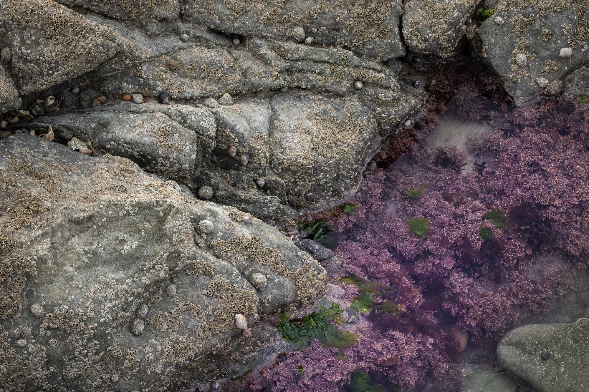 An intimate landscape photo of limpets and coral weed along the Sussex coast taken by Trevor Sherwin