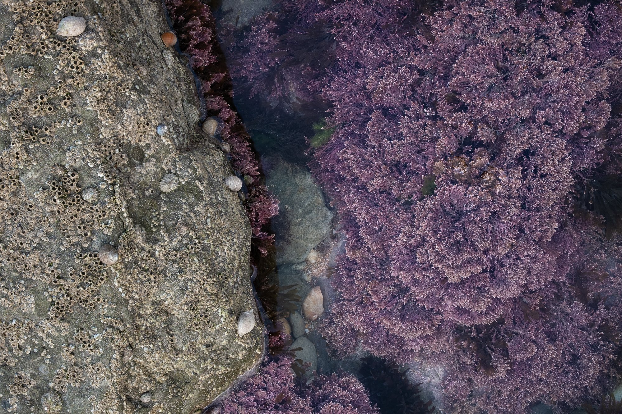 An intimate landscape photo of limpets and coral weed along the Sussex coast taken by Trevor Sherwin