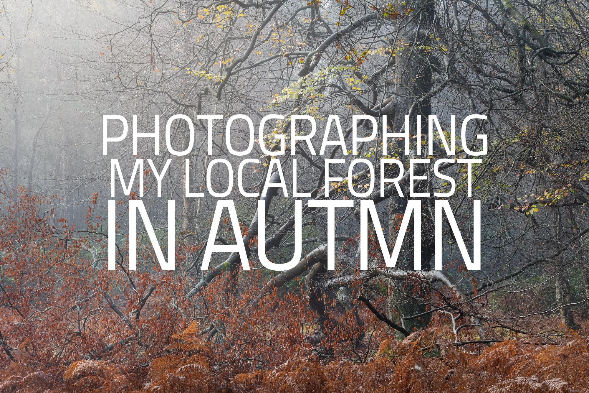Photographing my Local Forest in Autumn