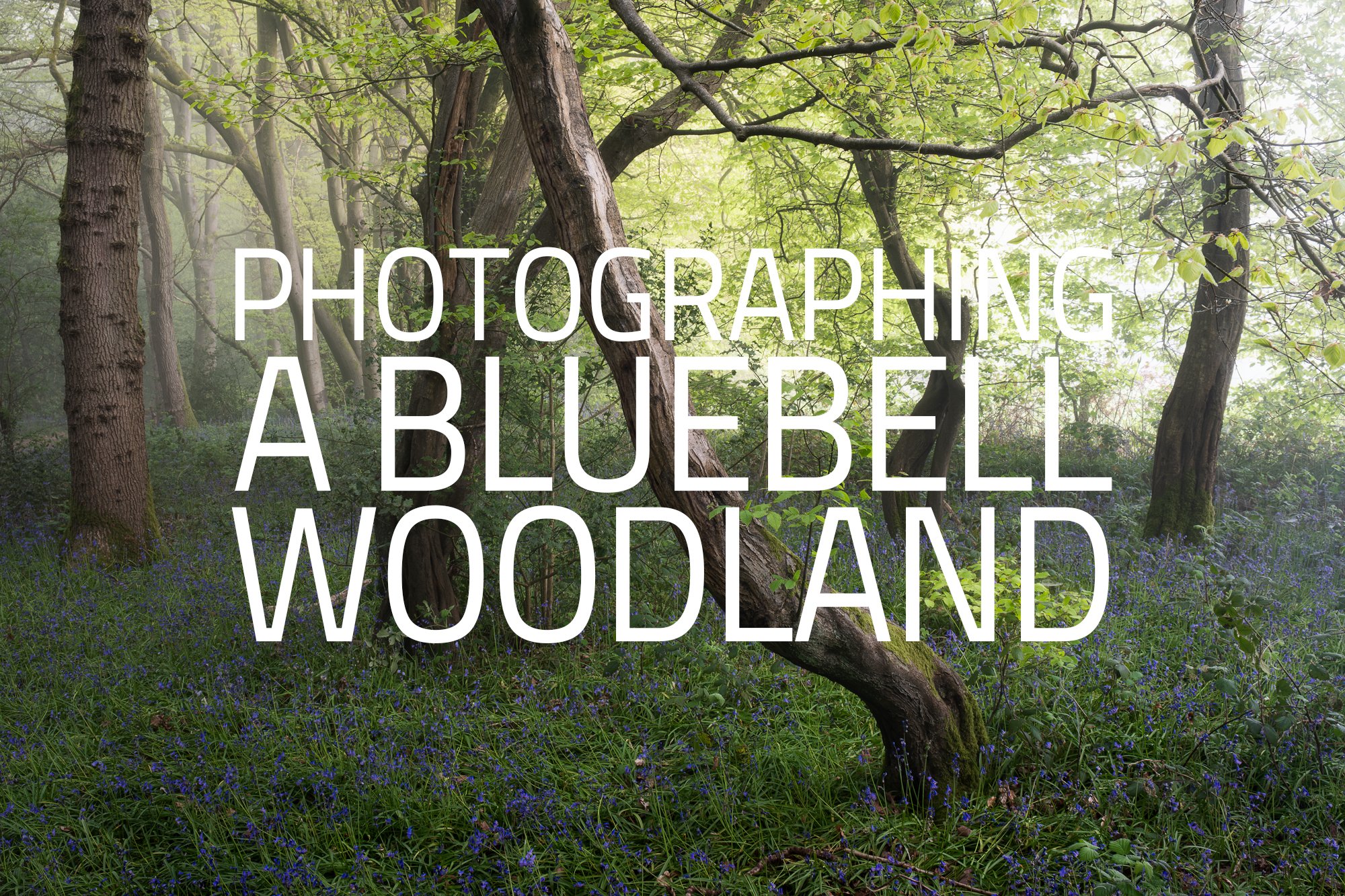 Photographing a Bluebell Woodland in Surrey