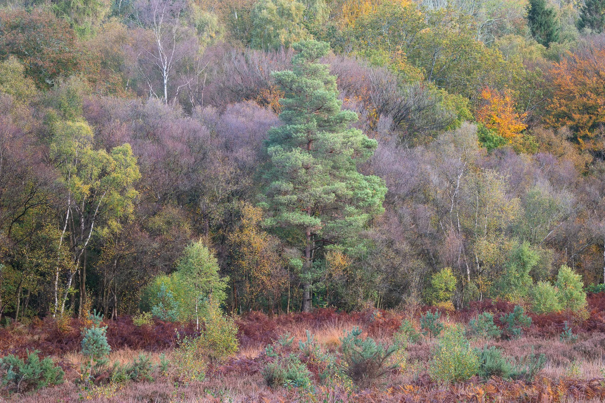 A colourful autumn landscape scene taken by Trevor Sherwin