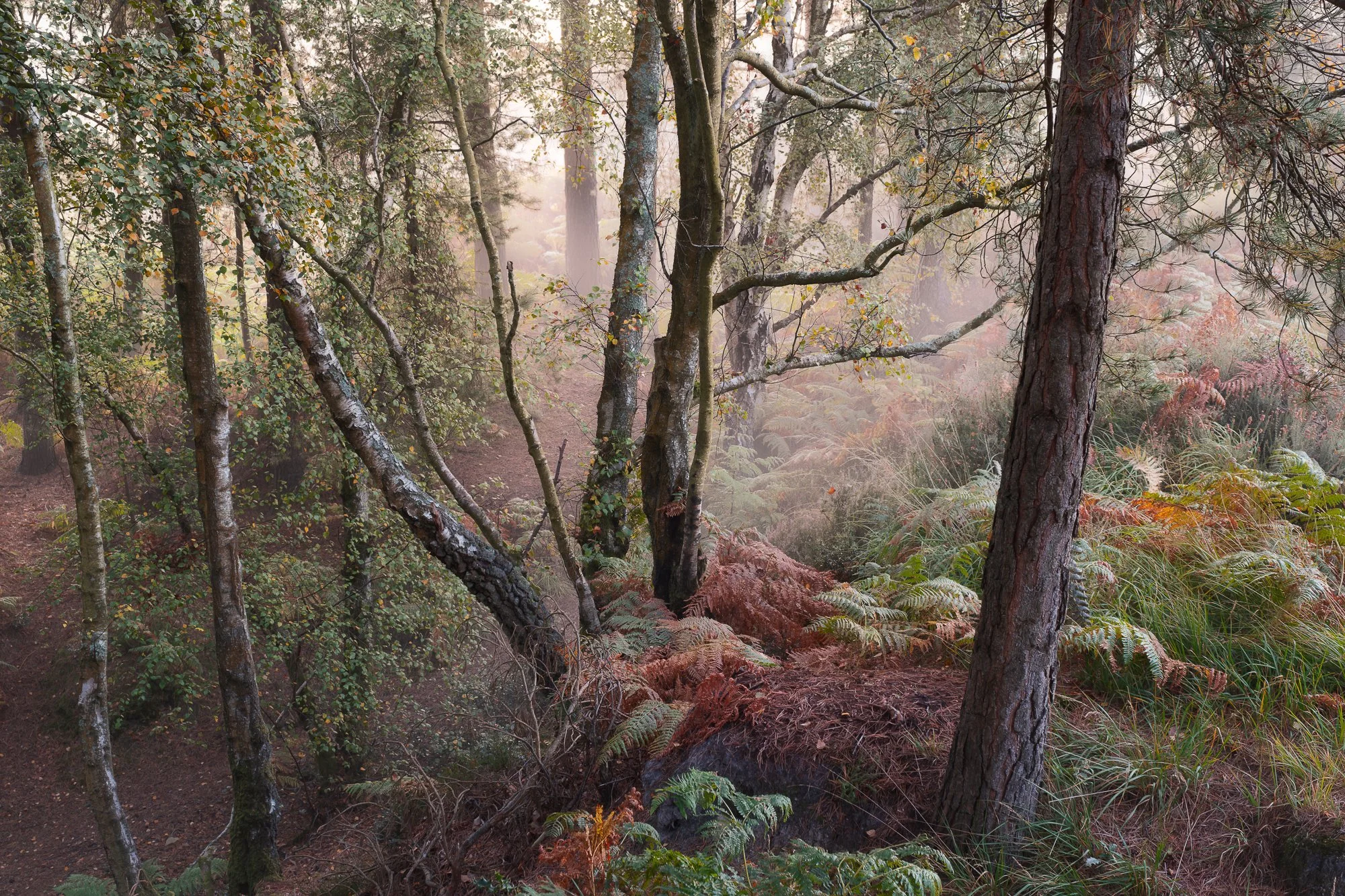 A foggy autumn woodland taken by Trevor Sherwin
