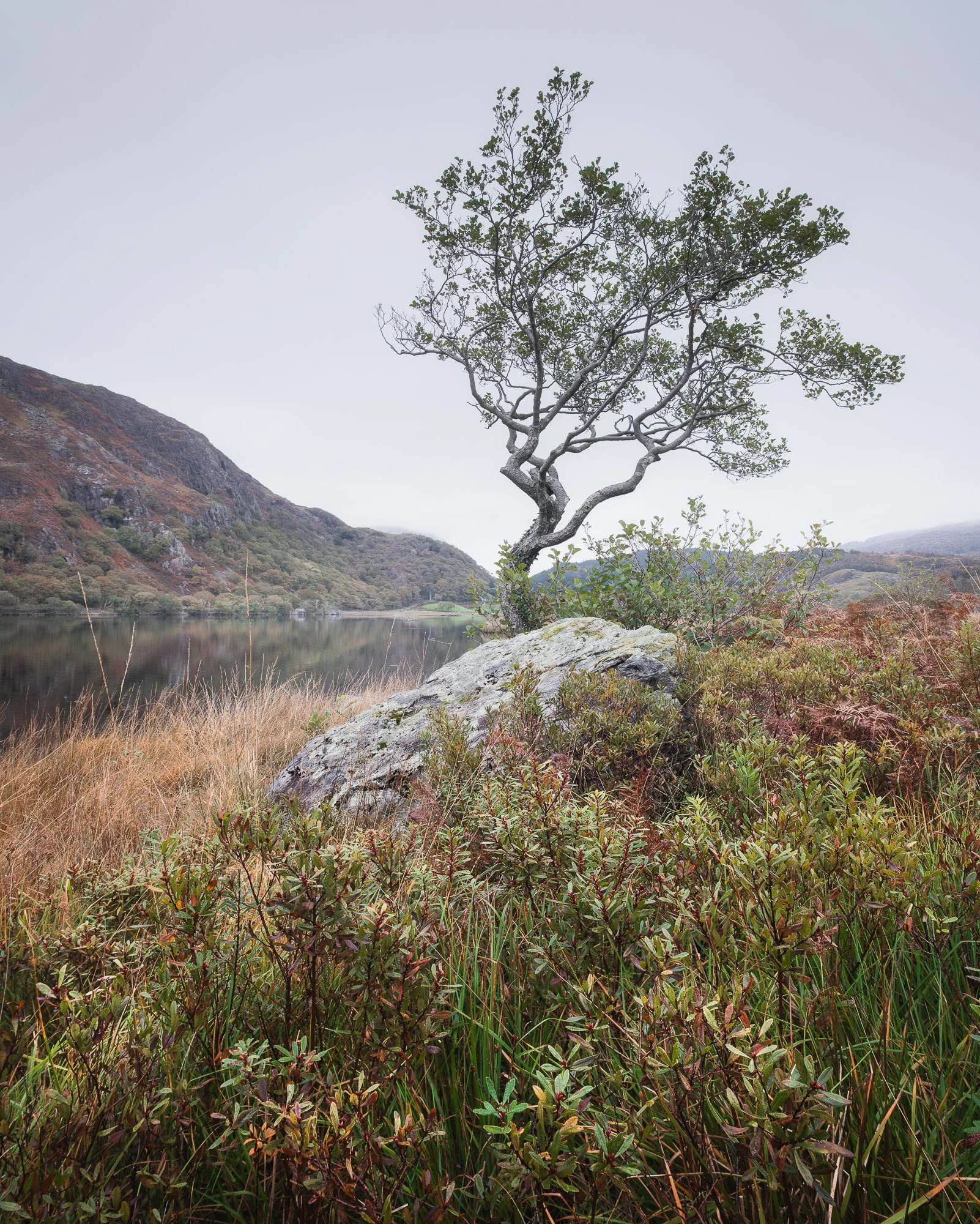 A photo of the lone tree besides Llyn Dinas in Snowdonia taken by Trevor Sherwin