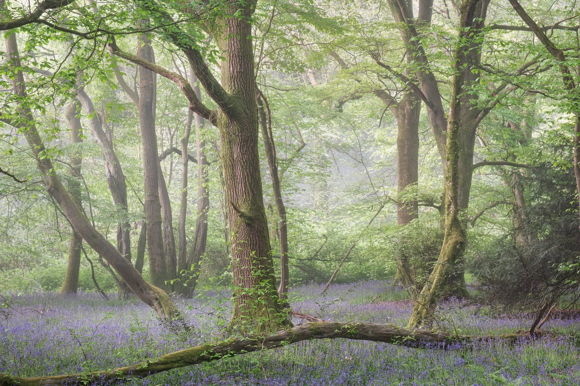 Diffused light breaking through fog above a bluebell woodland in Surrey during spring