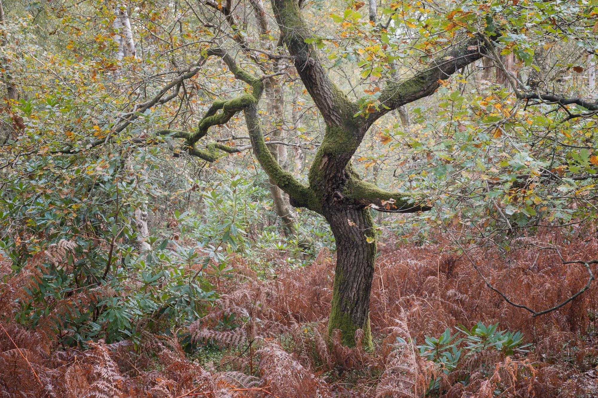 The colours of autumn in the woodland taken by Trevor Sherwin