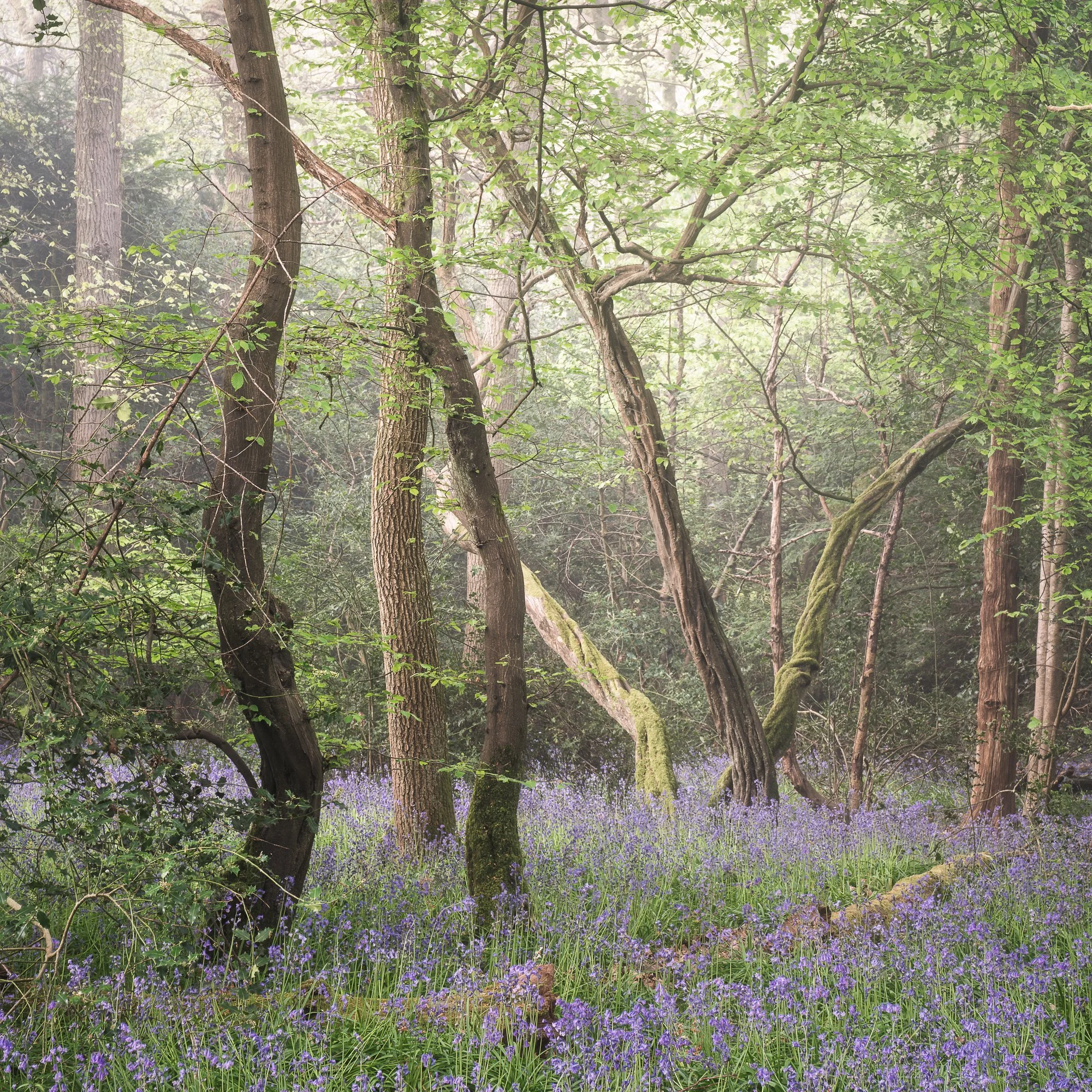Balanced woodland composition with bluebells and layered fog creating depth and softness