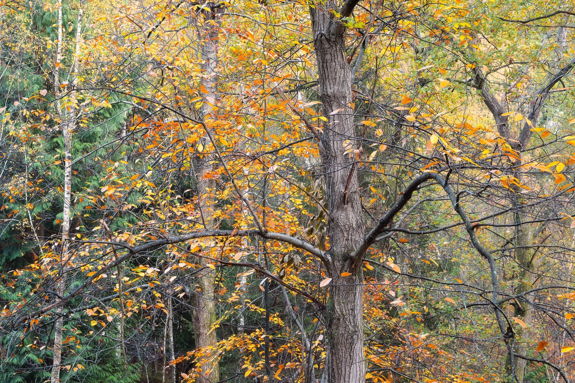 The colours of autumn in the woodland taken by Trevor Sherwin