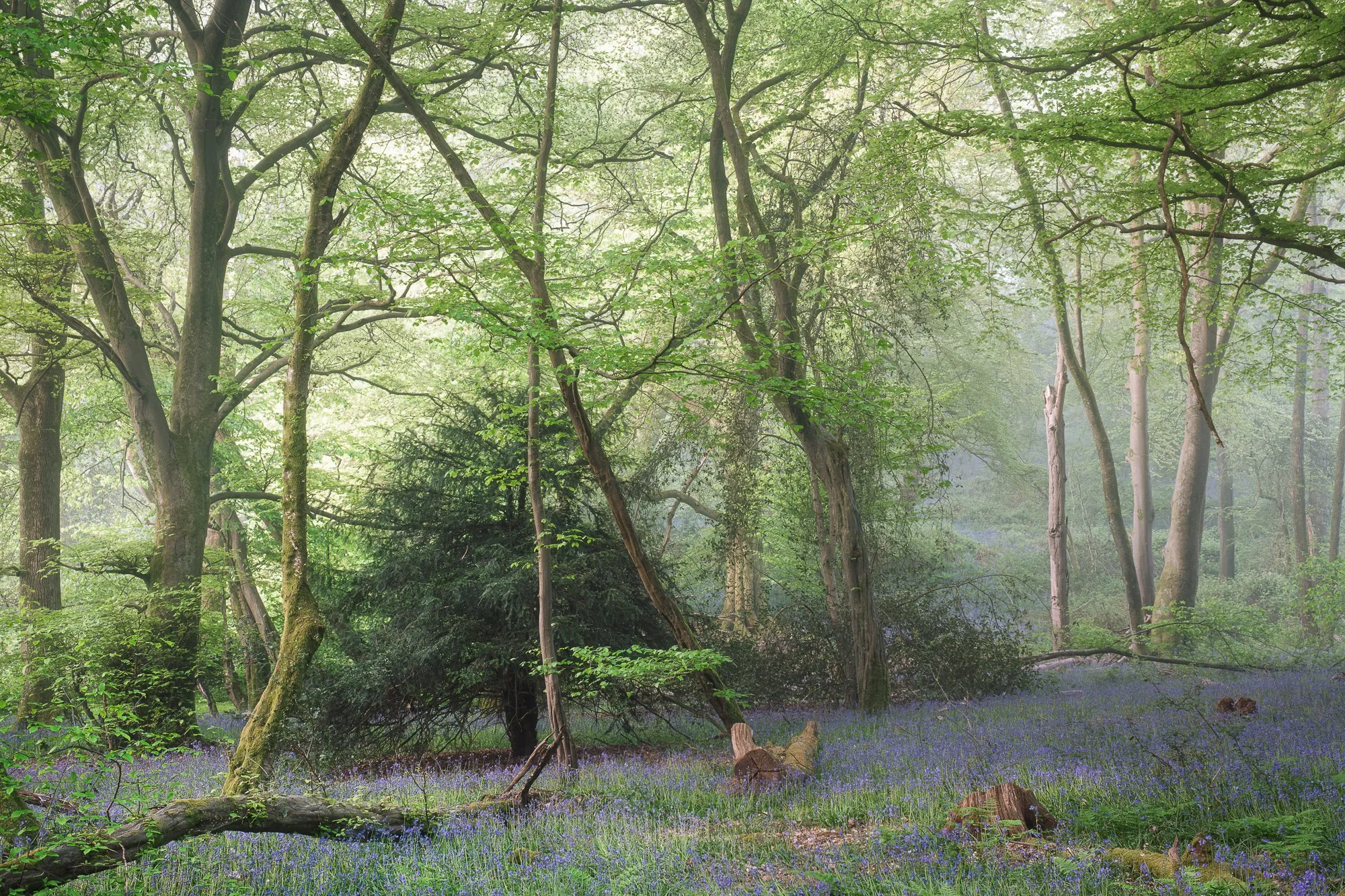 Foreground tree detail in a foggy woodland, catching soft directional light through the canopy