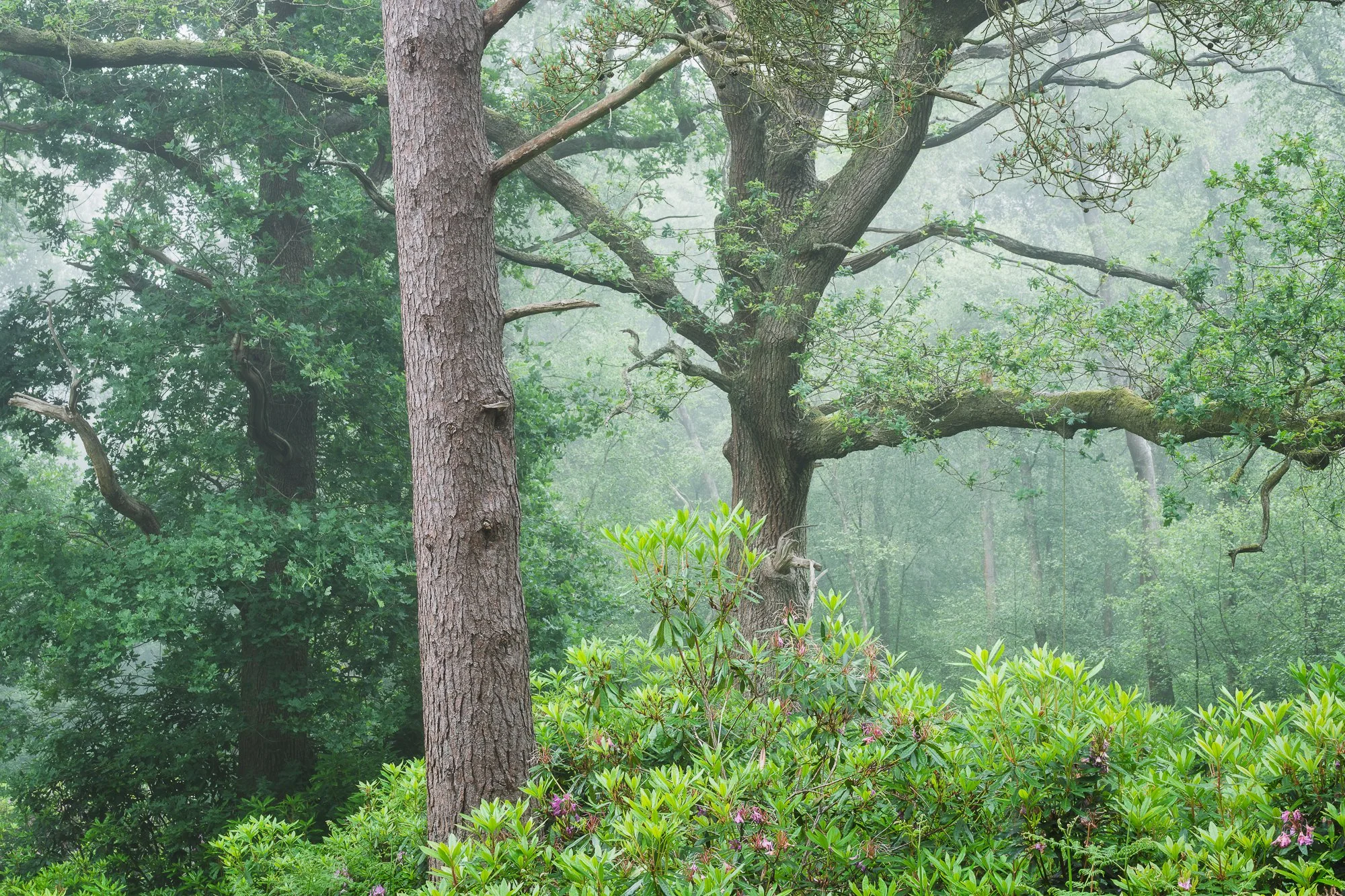 A late spring woodland scene taken by Trevor Sherwin