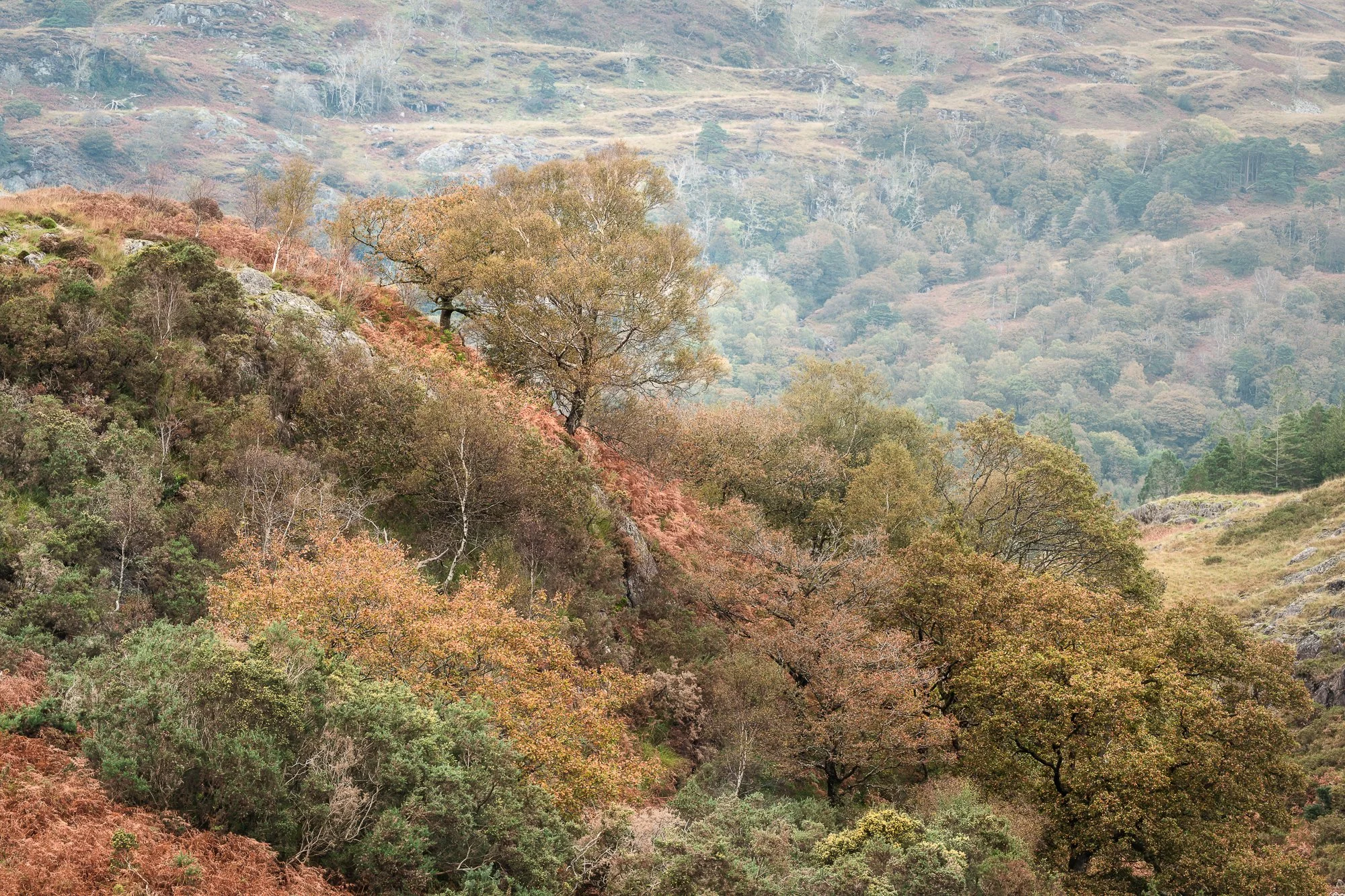 A hillside in the autumn Snowdonia landscape taken by Trevor Sherwin