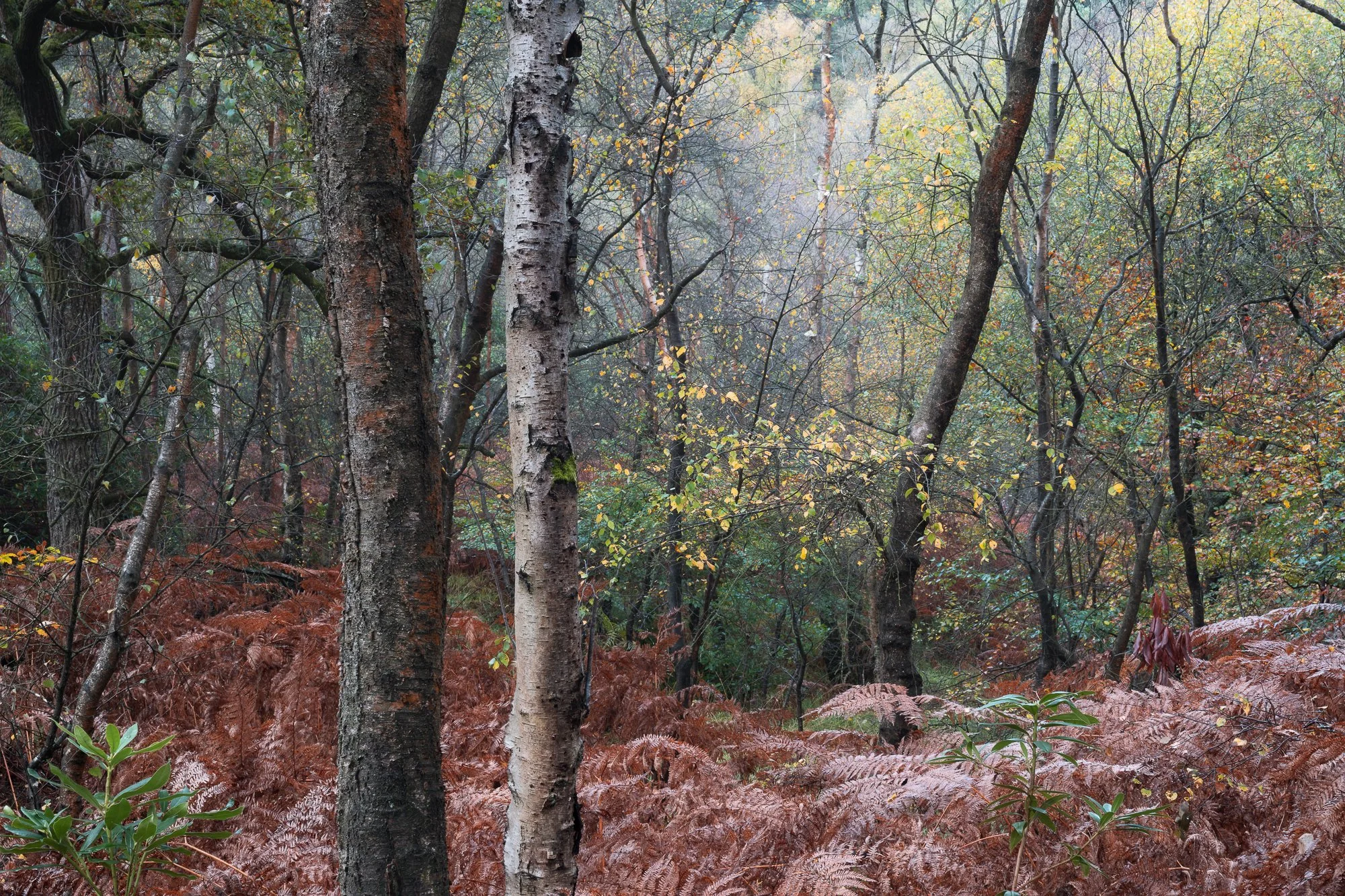 The colours of autumn in the woodland taken by Trevor Sherwin