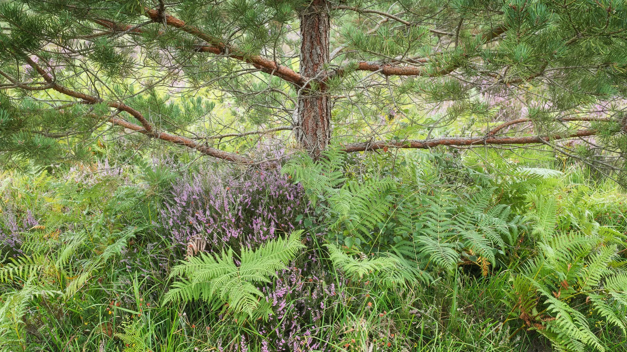 A small pine tree with ferns and heather taken by Trevor Sherwin