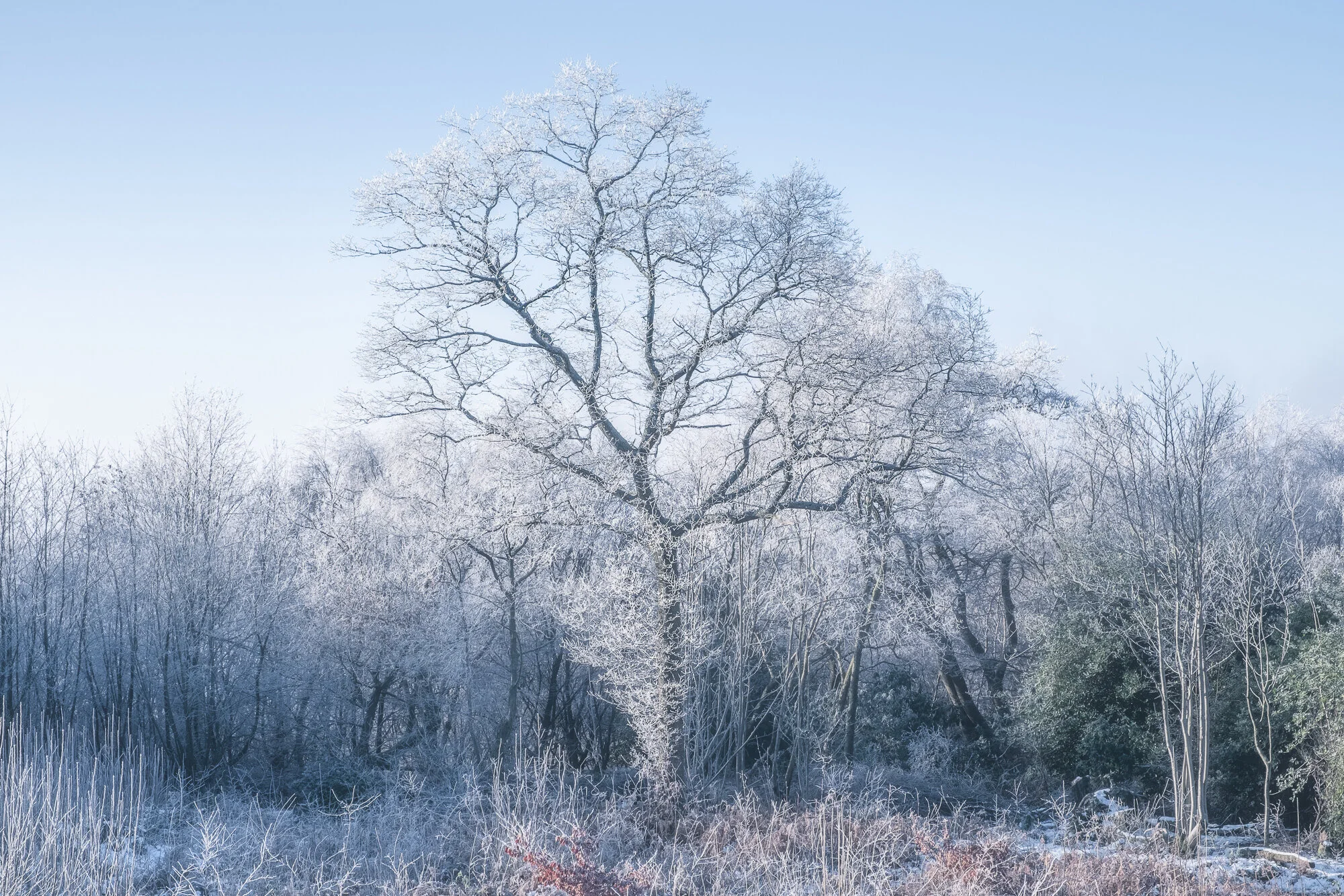 #92 Winter Oak