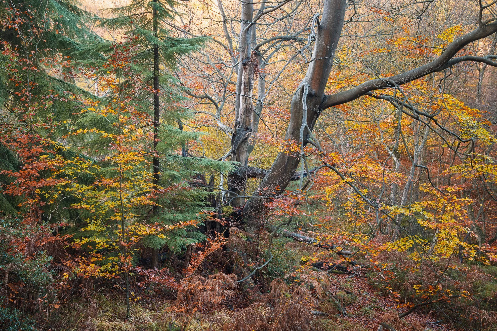 The colours of autumn in the woodland taken by Trevor Sherwin