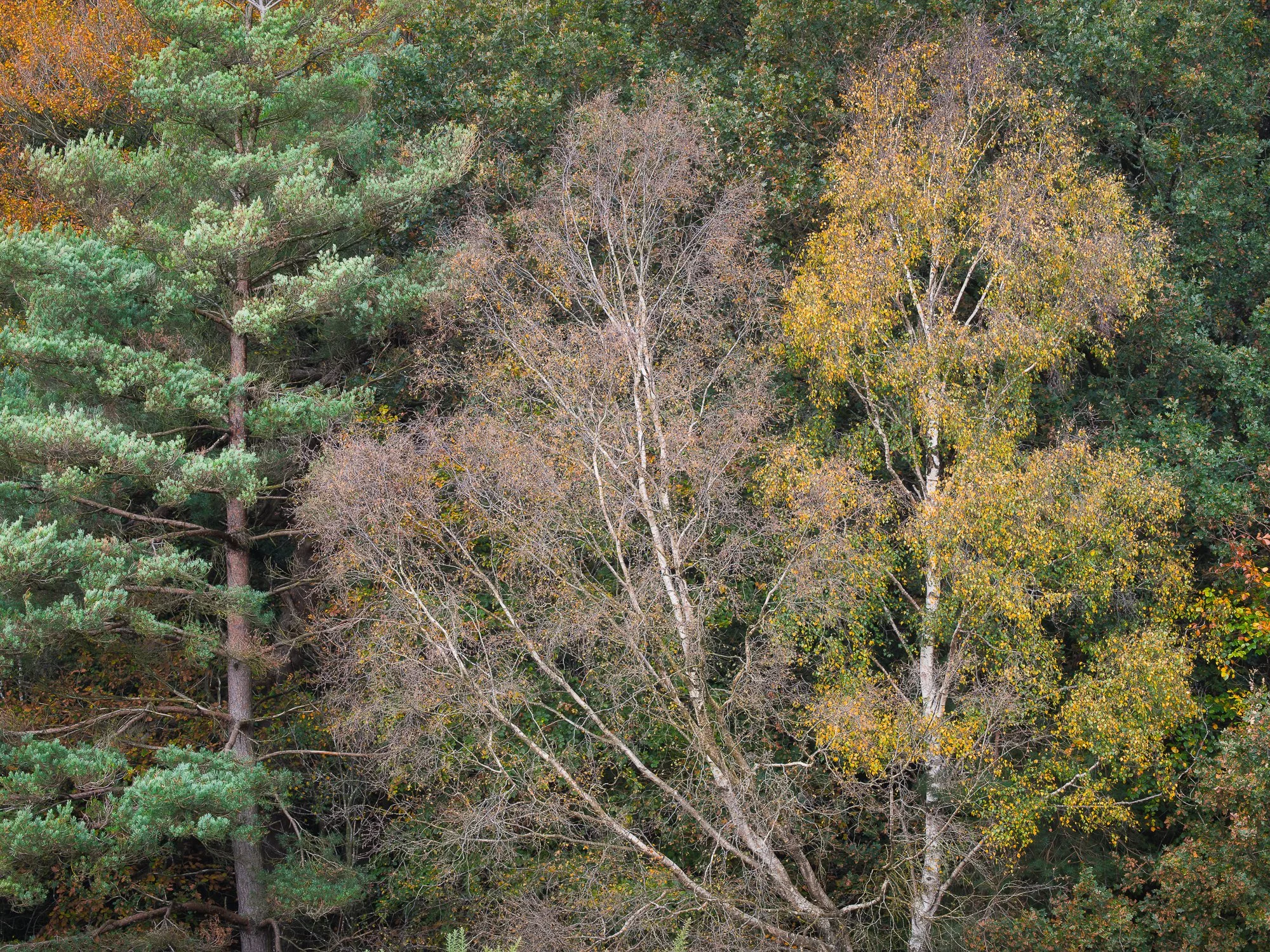 The colours of autumn in the woodland taken by Trevor Sherwin