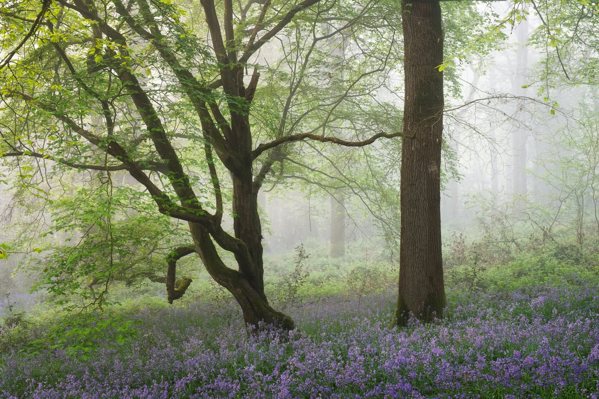 Bluebells carpeting the woodland floor beneath soft fog and early spring light in an English woodland