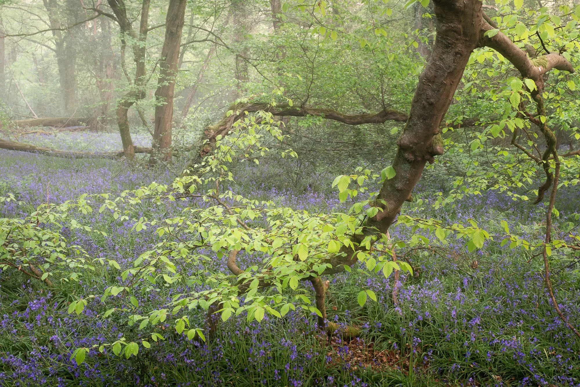 Natural woodland structure with interwoven trees and undergrowth softened by atmospheric mist