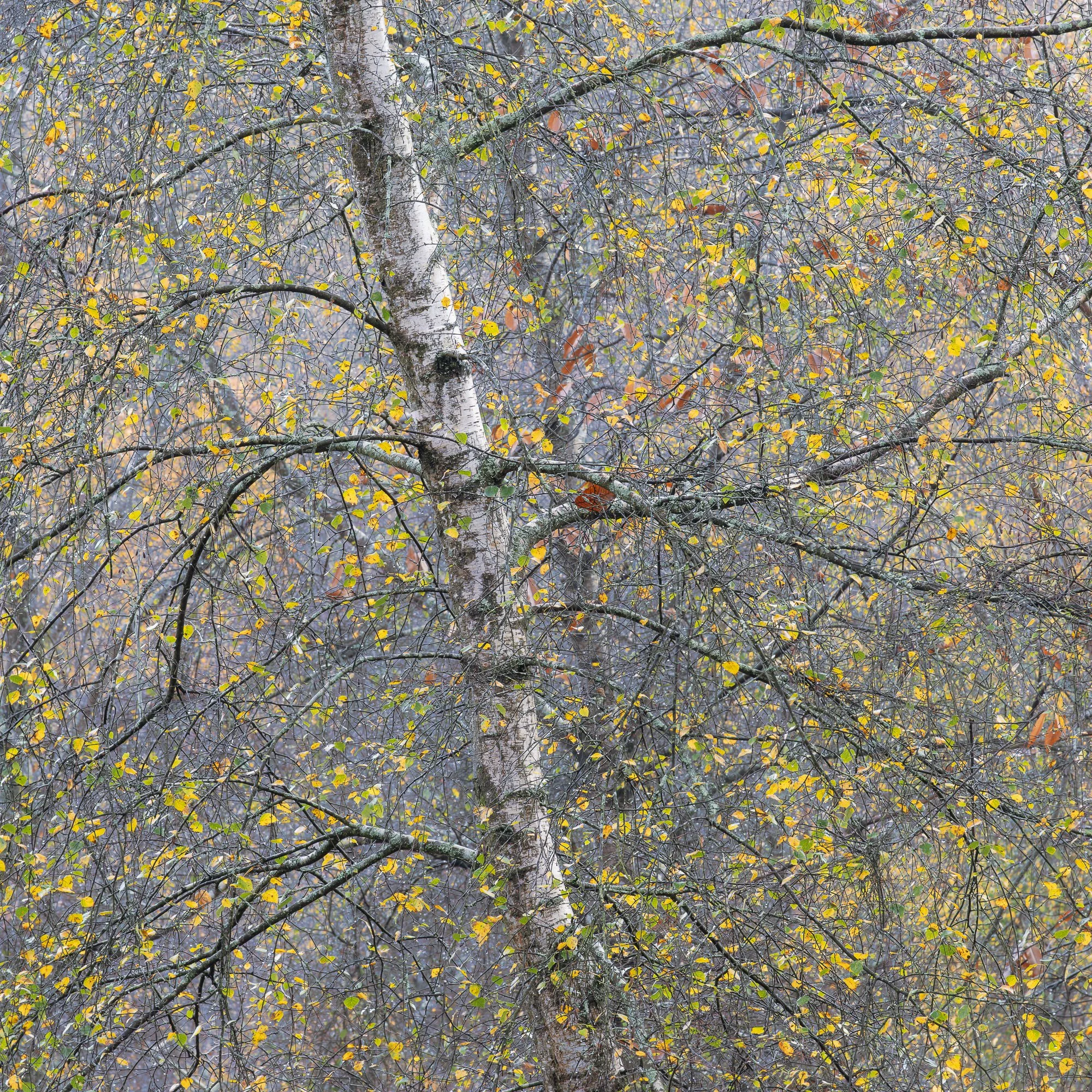 A foggy autumn woodland taken by Trevor Sherwin