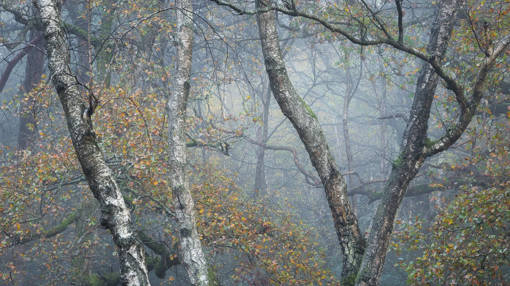 A foggy autumn woodland taken by Trevor Sherwin