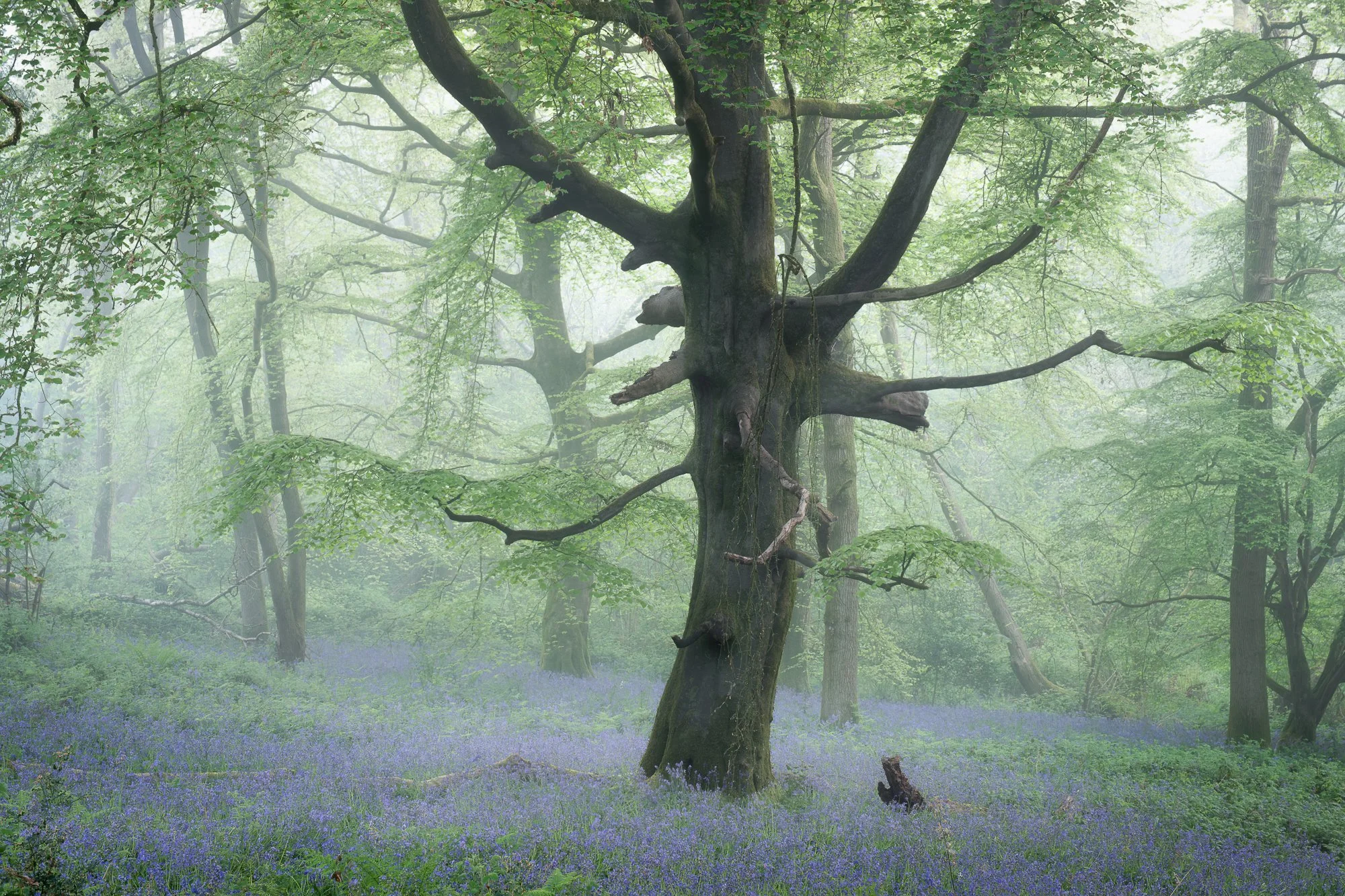 Foggy spring morning in a bluebell woodland in Surrey with soft diffused light filtering through the trees