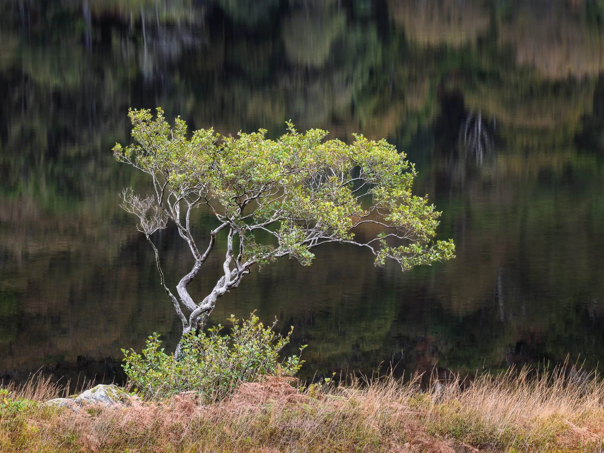 A photo of the lone tree besides Llyn Dinas in Snowdonia taken by Trevor Sherwin