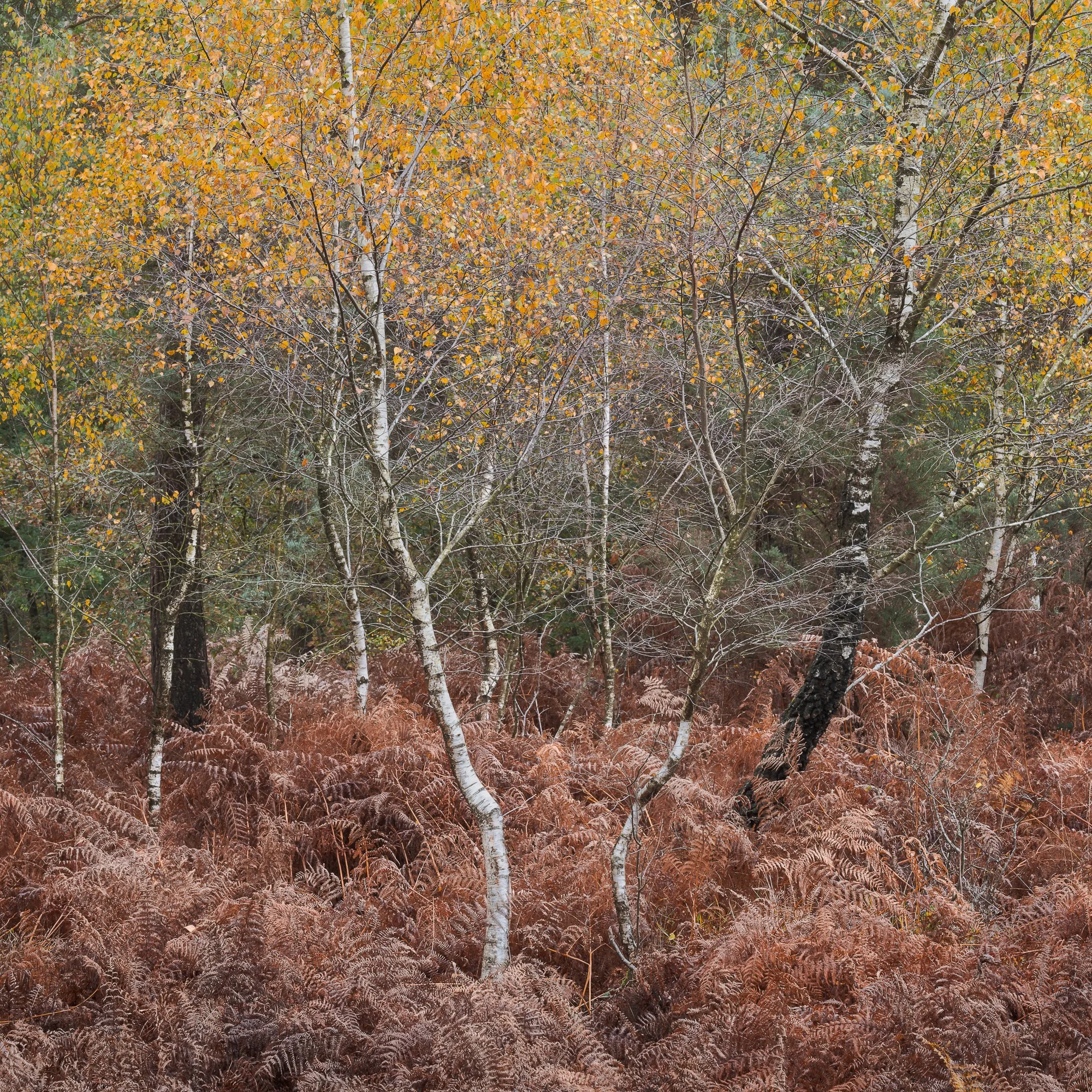 The colours of autumn in the woodland taken by Trevor Sherwin