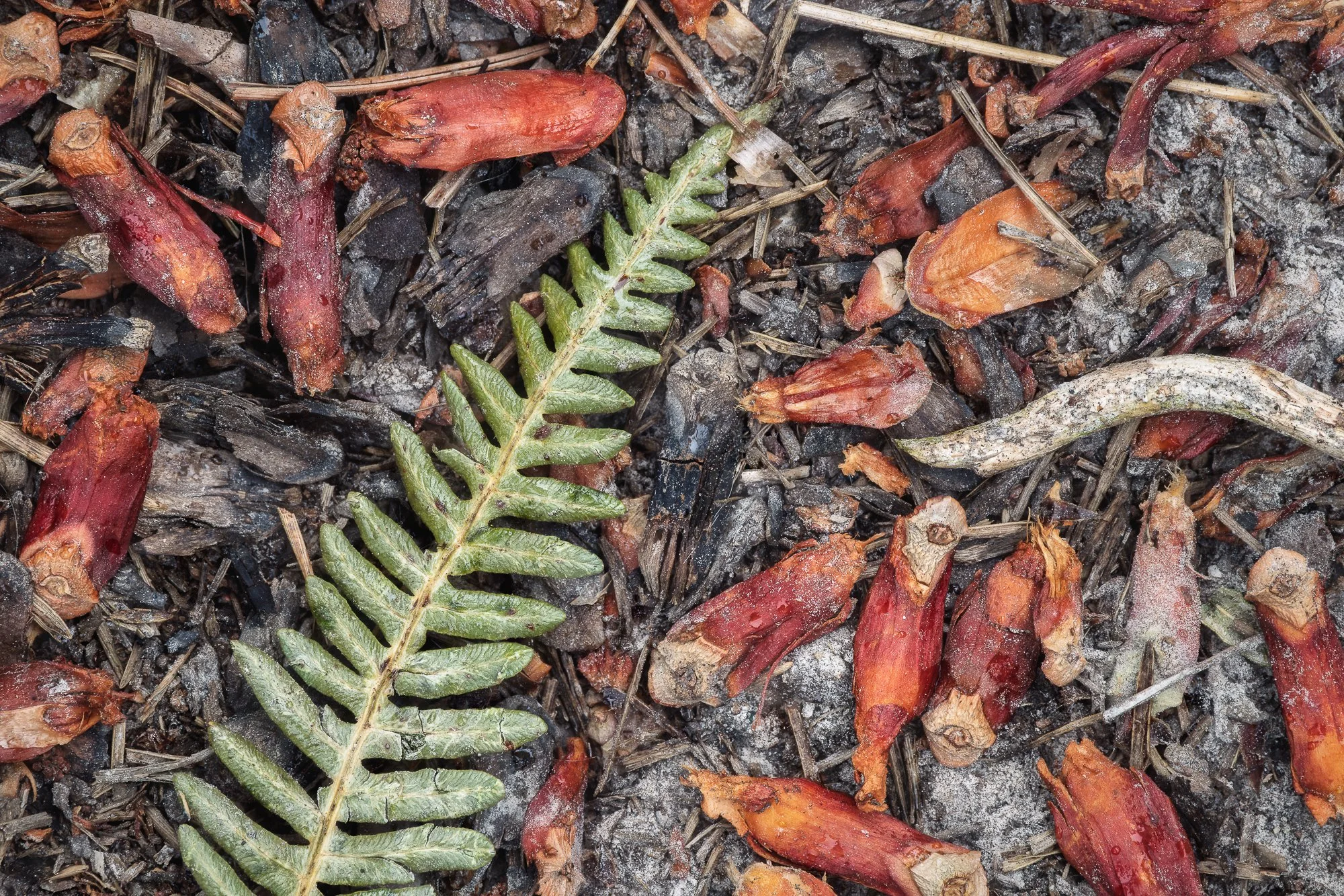The woodland floor, a small scene taken by Trevor Sherwin