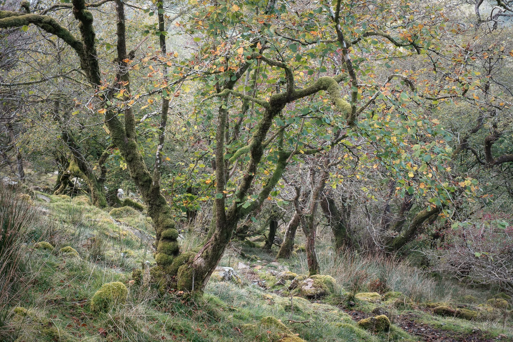 A photo of an autumn woodland scene in Snowdonia taken by Trevor Sherwin