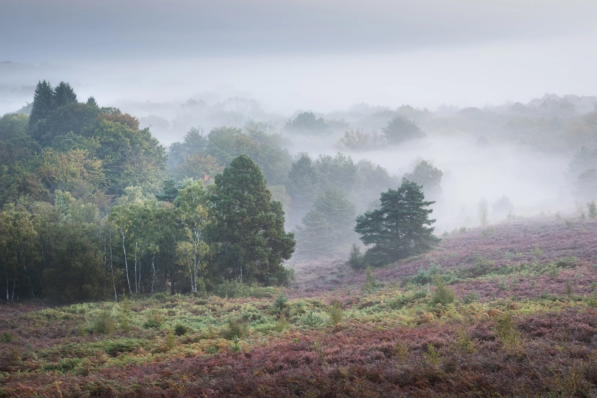 A misty autumn landscape taken by Trevor Sherwin