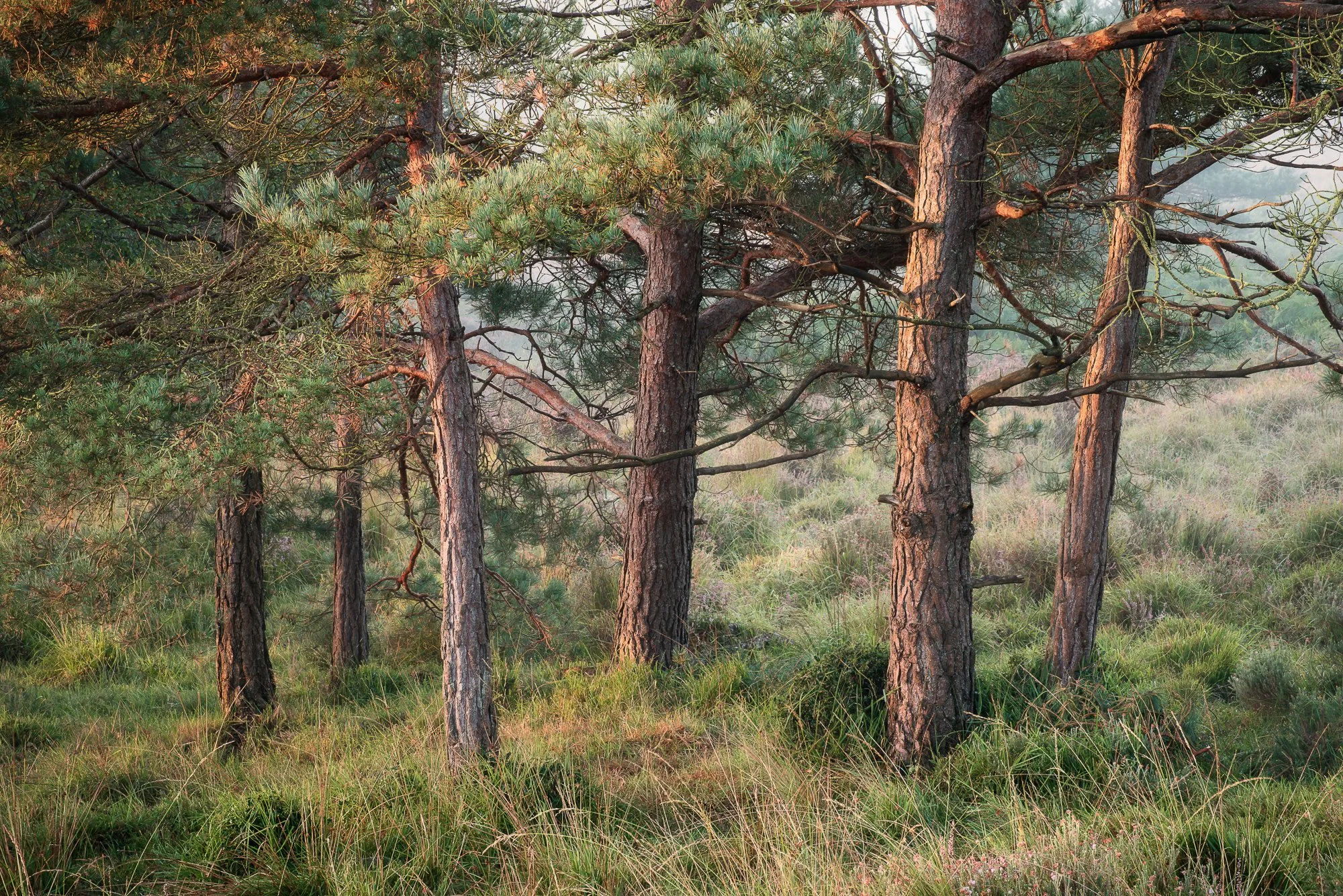 A clump of small pine tress on the heath taken by Trevor Sherwin