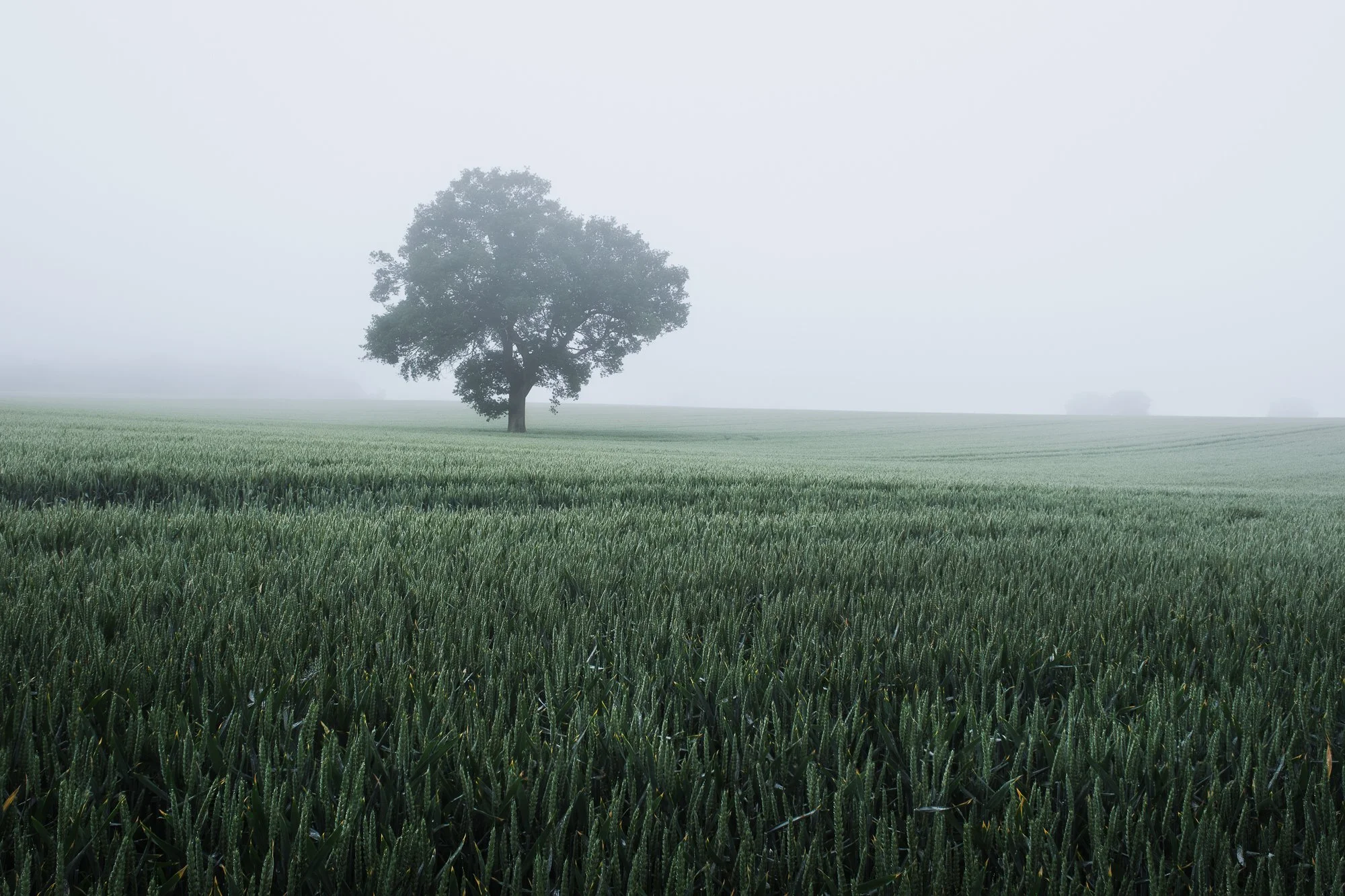A lone tree in a green field by Trevor Sherwin