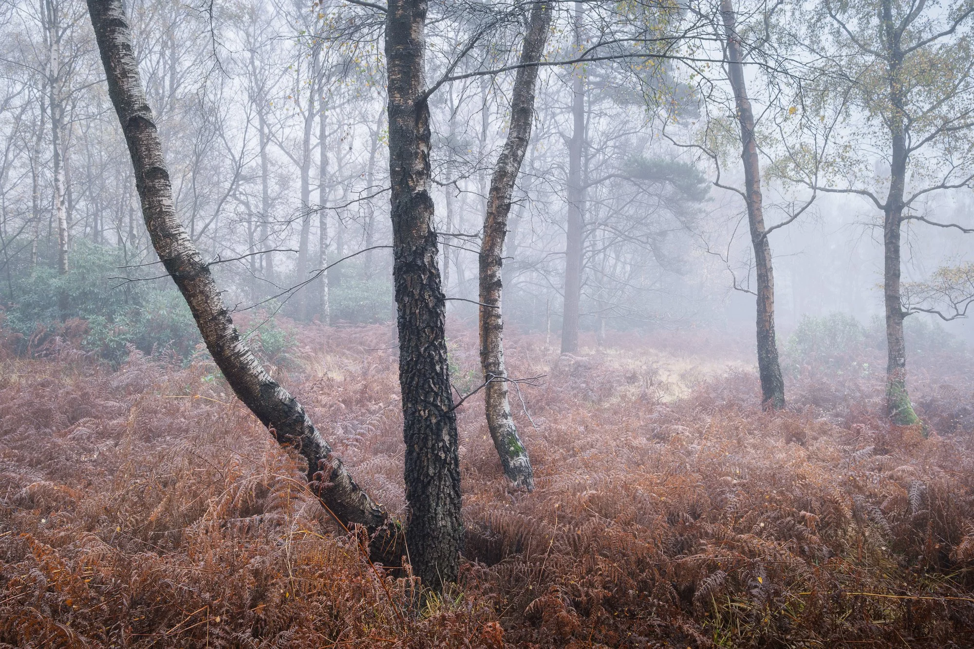 A foggy autumn woodland taken by Trevor Sherwin