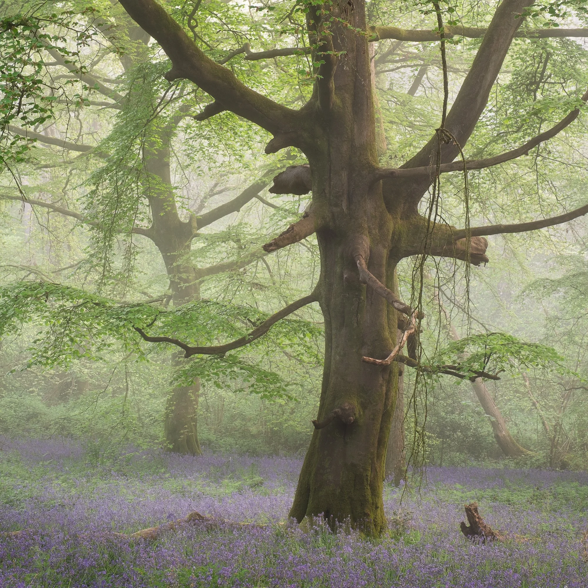 Fog creating natural separation between trees in a spring woodland photography scene in Surrey