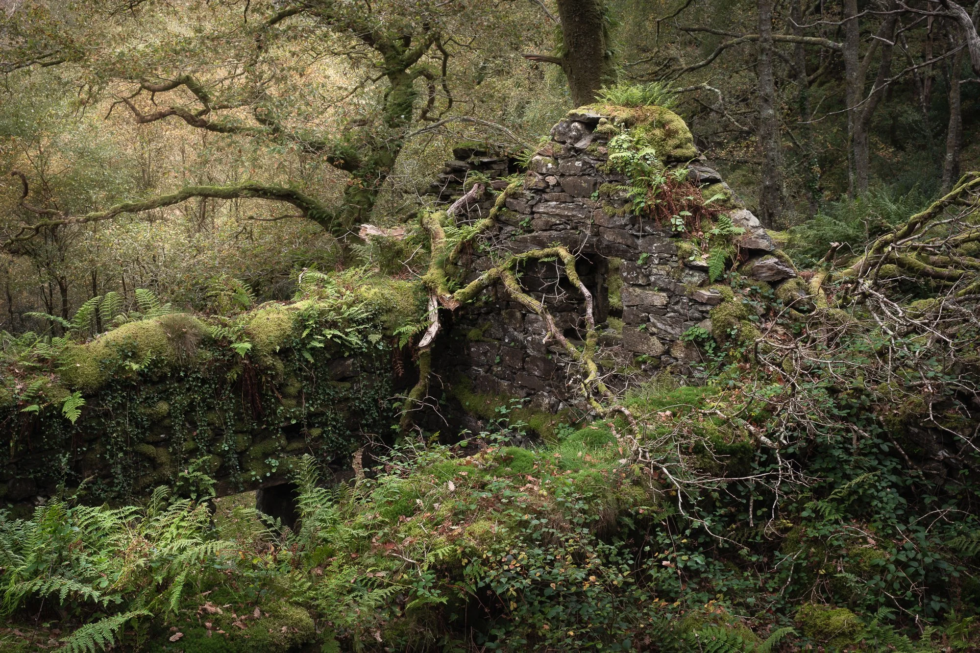 Ruins of an old stone building overgrown in the woodlands in Snowdonia taken by Trevor Sherwin