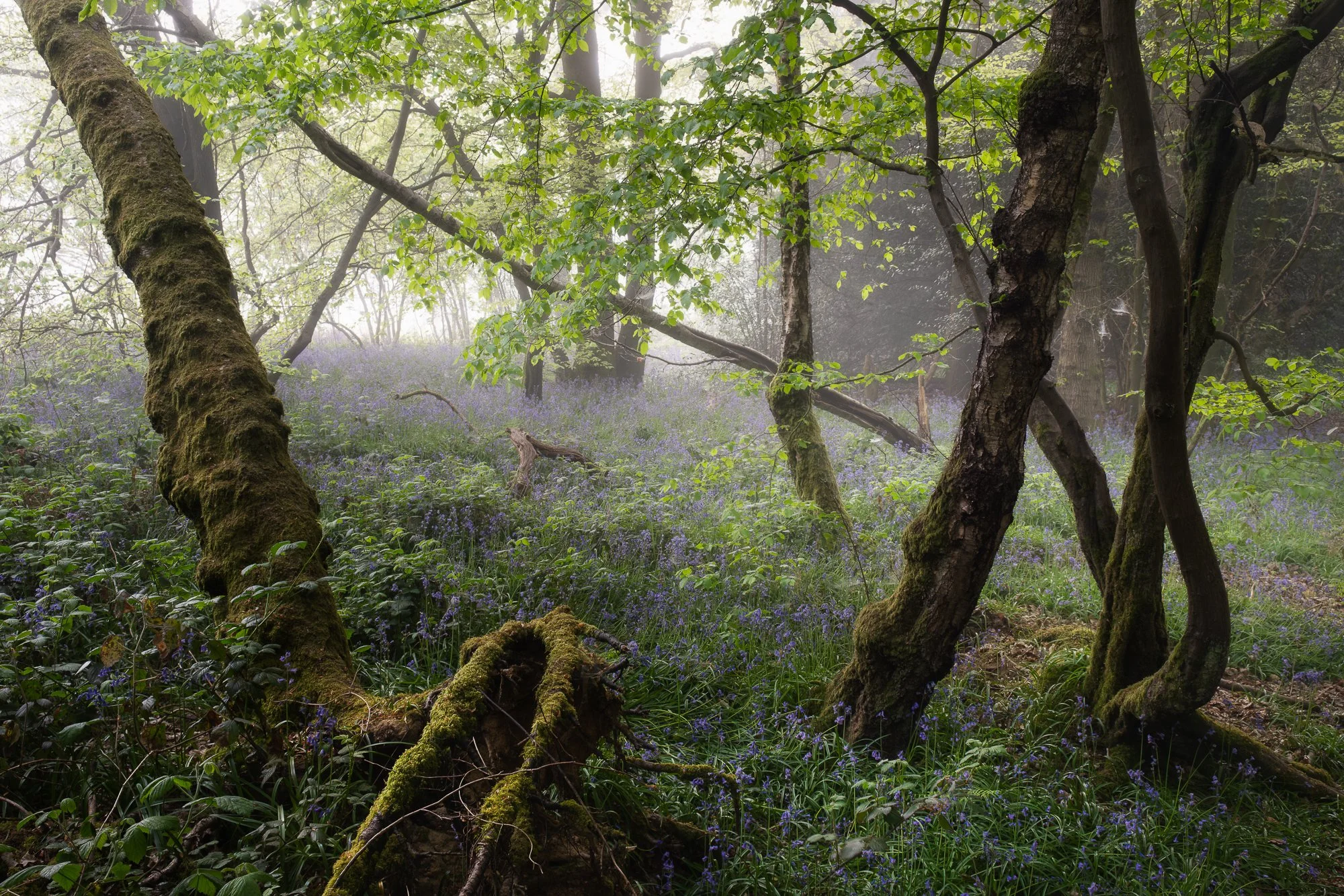 Subtle leading lines formed by trees guiding the eye into misty depth in a bluebell woodland