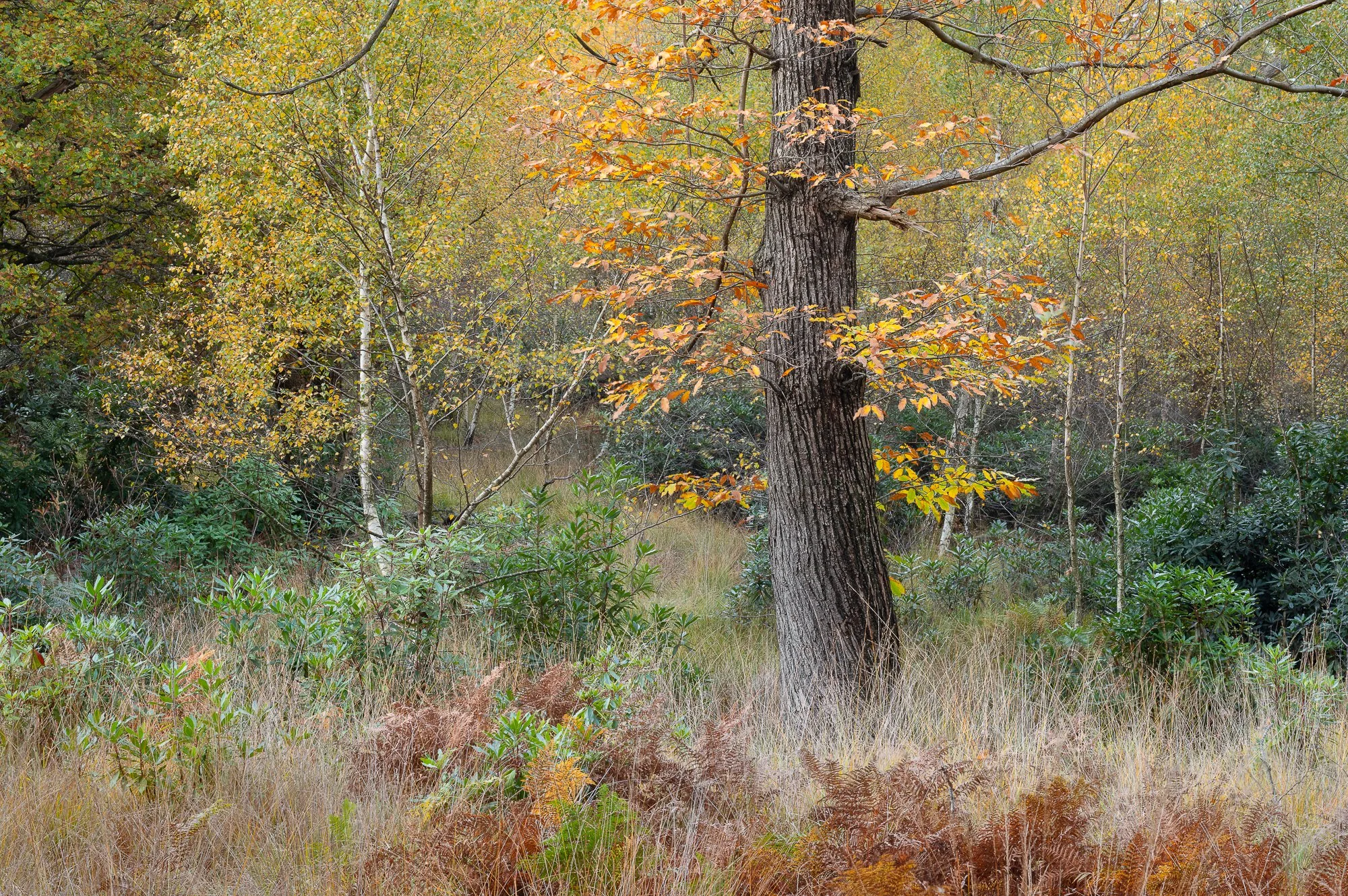 The colours of autumn in the woodland taken by Trevor Sherwin