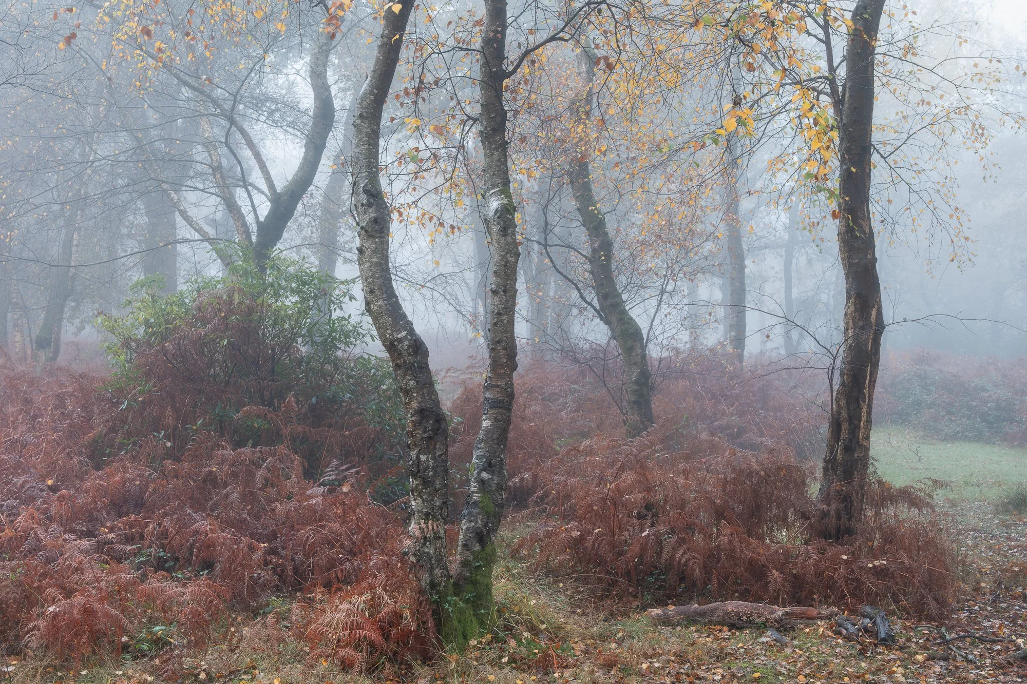 A foggy autumn woodland taken by Trevor Sherwin