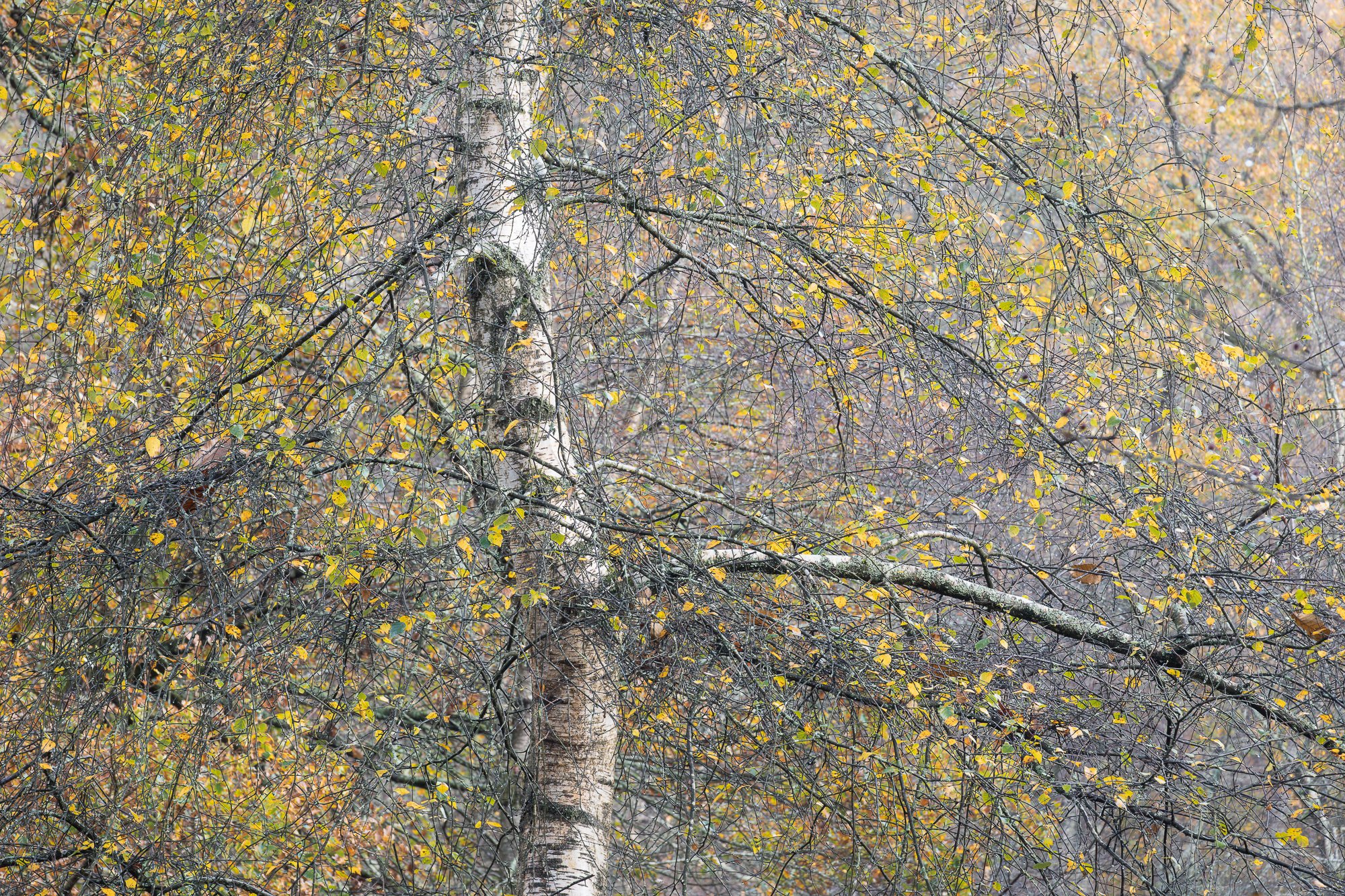 A foggy autumn woodland taken by Trevor Sherwin