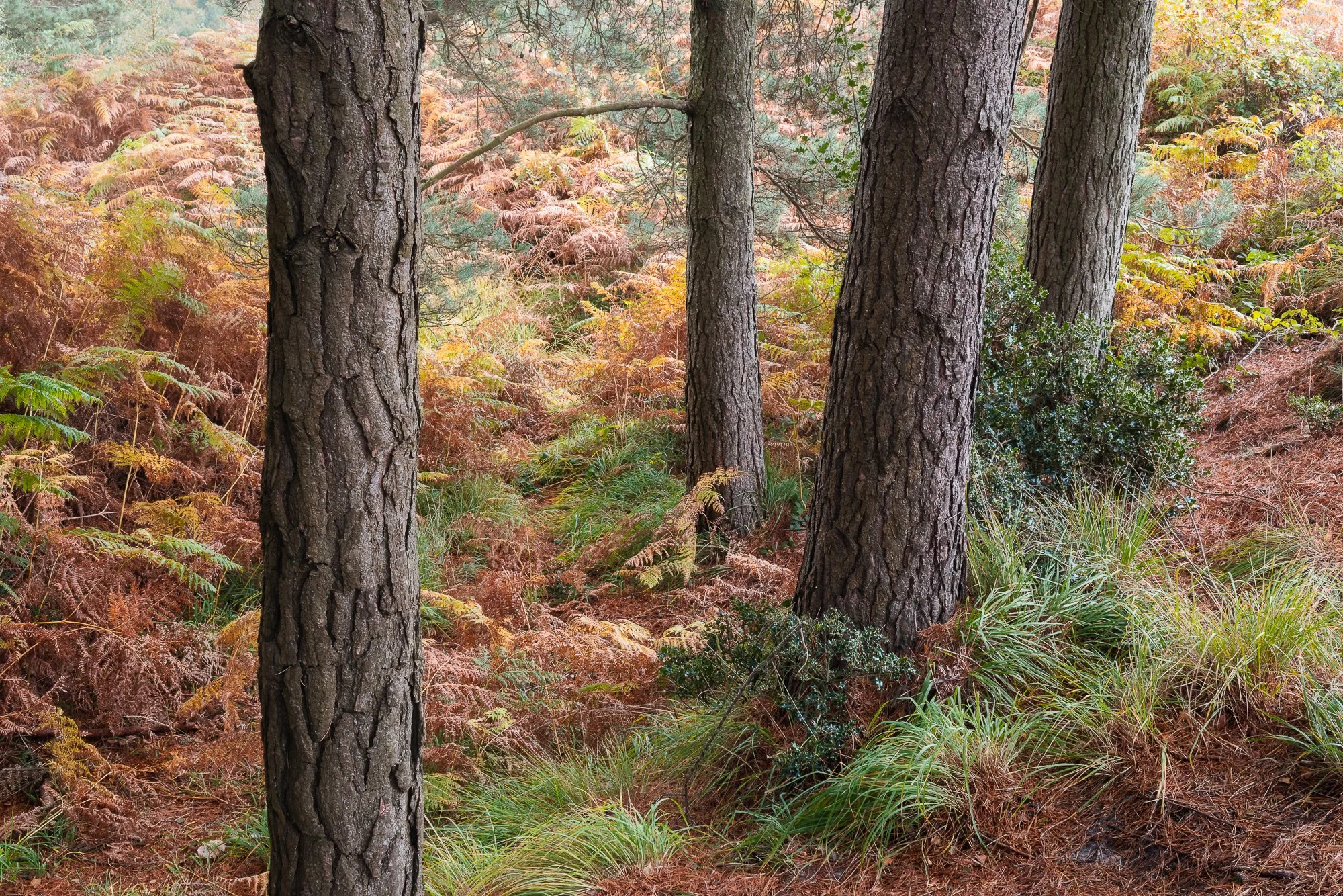 The colours of autumn in the woodland taken by Trevor Sherwin