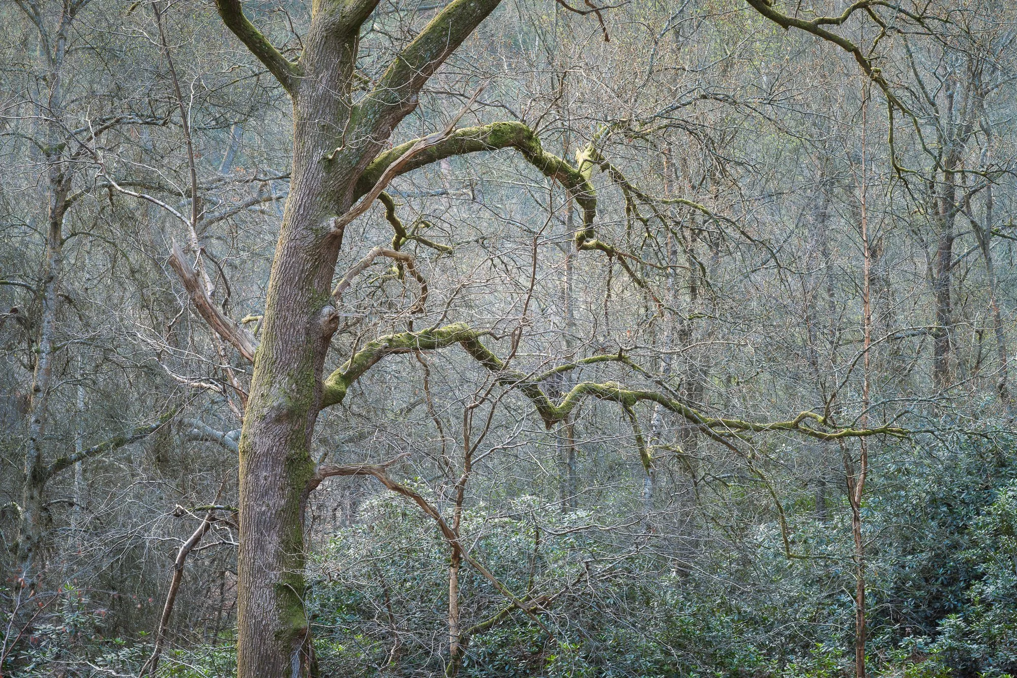 A wintry bare tree in the woodland taken by Trevor Sherwin