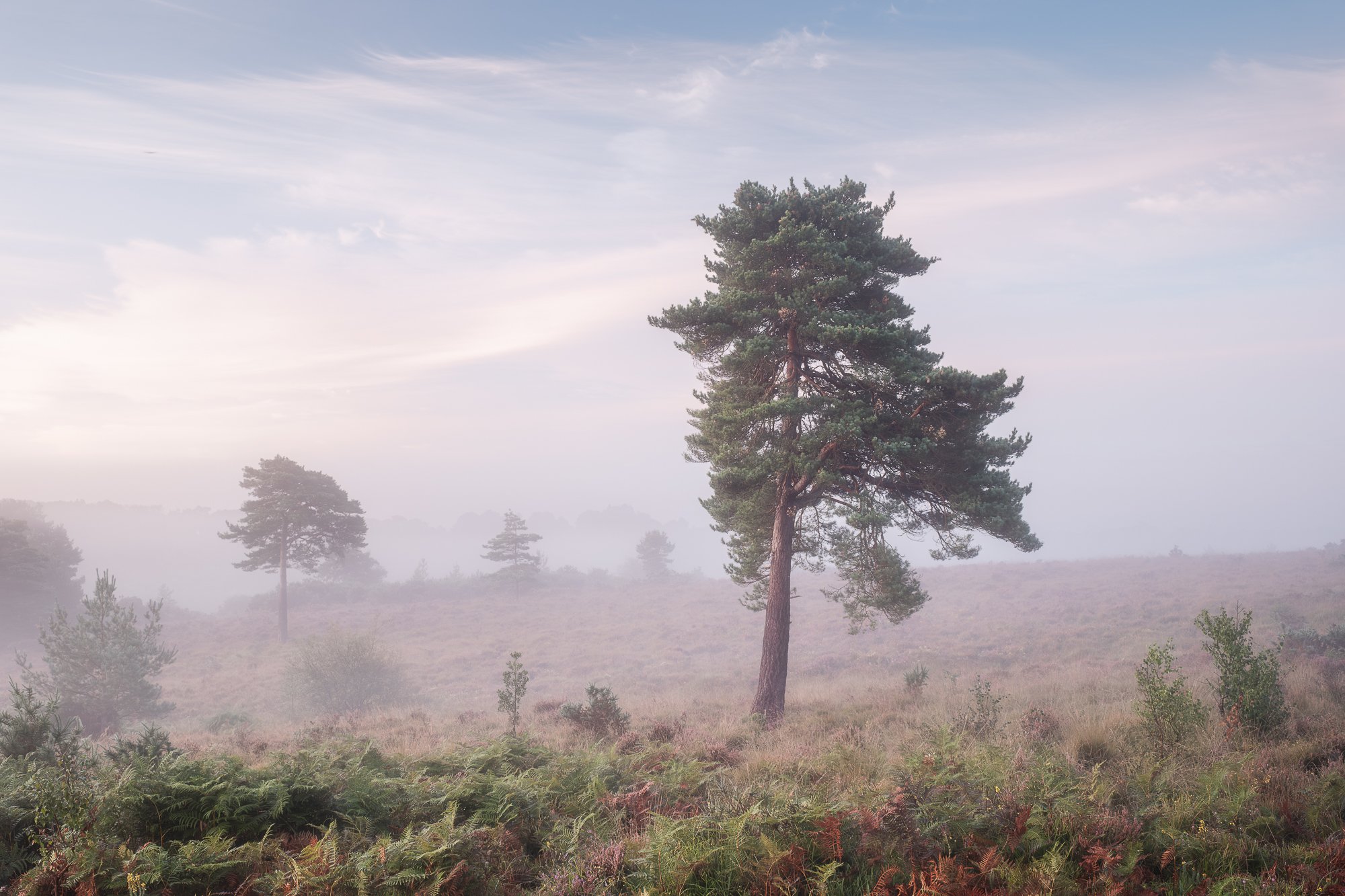 A scots pine taken on a misty morning by Trevor Sherwin
