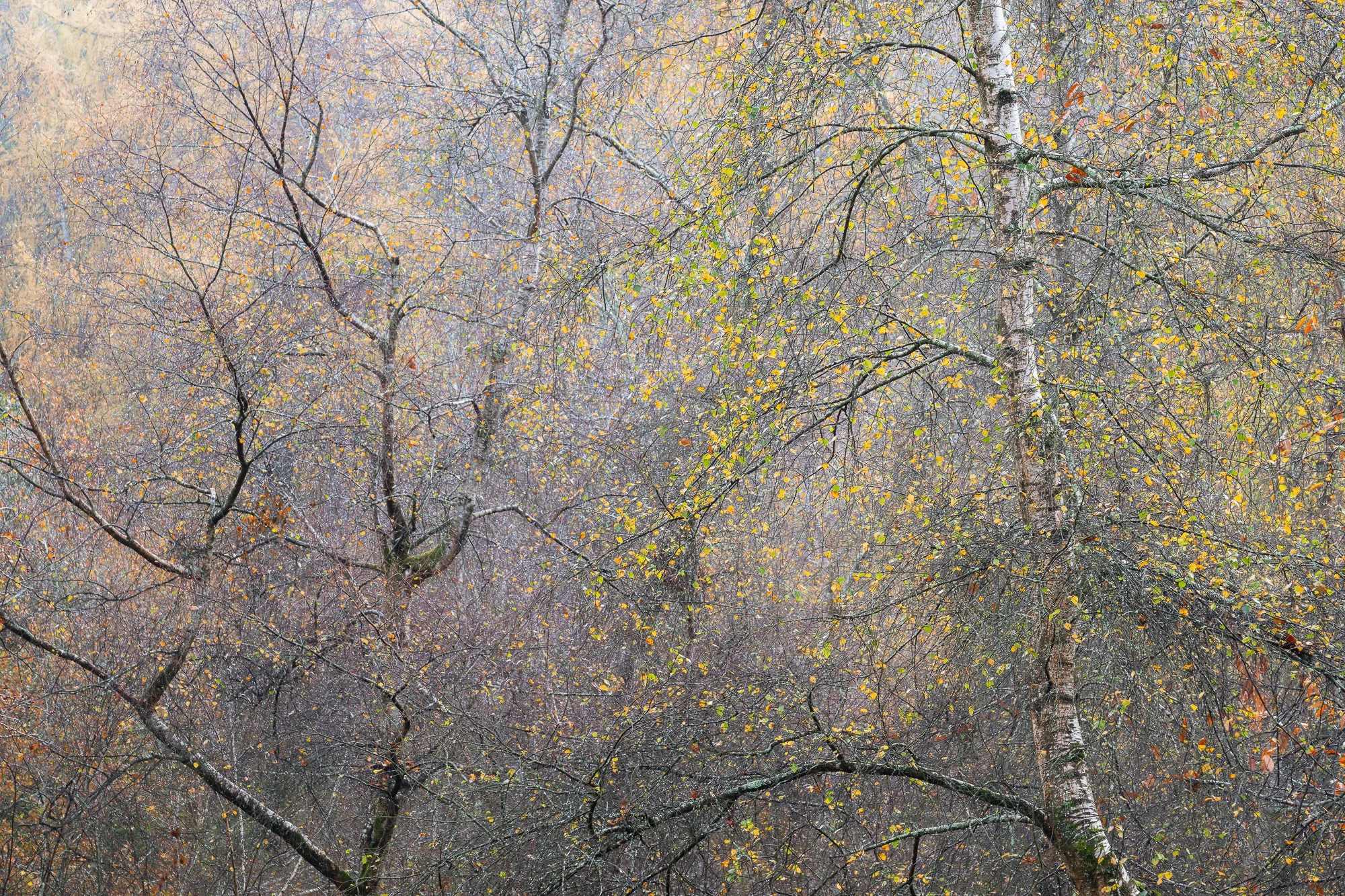 A foggy autumn woodland taken by Trevor Sherwin
