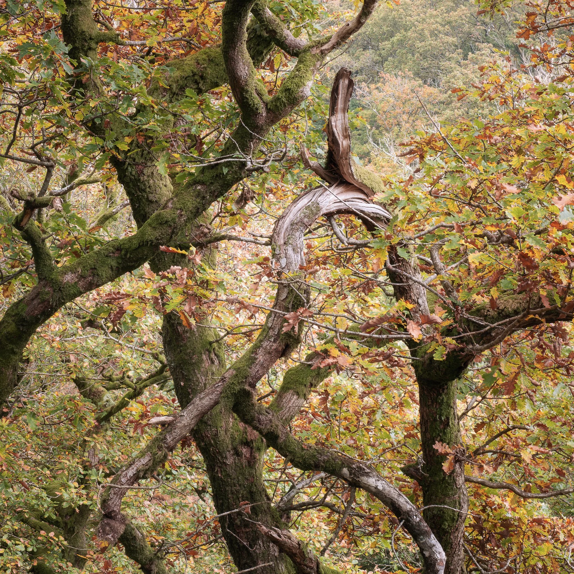 A photo of an autumn woodland scene in Snowdonia taken by Trevor Sherwin