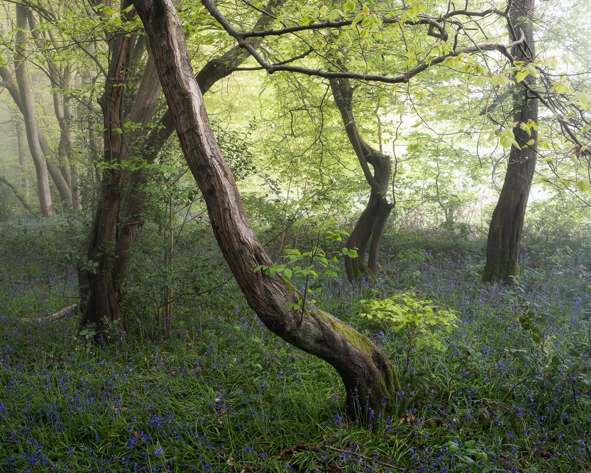 Fog creating natural separation between trees in a spring woodland photography scene in Surrey
