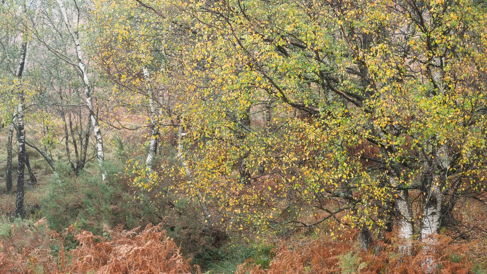 The colours of autumn in the woodland taken by Trevor Sherwin